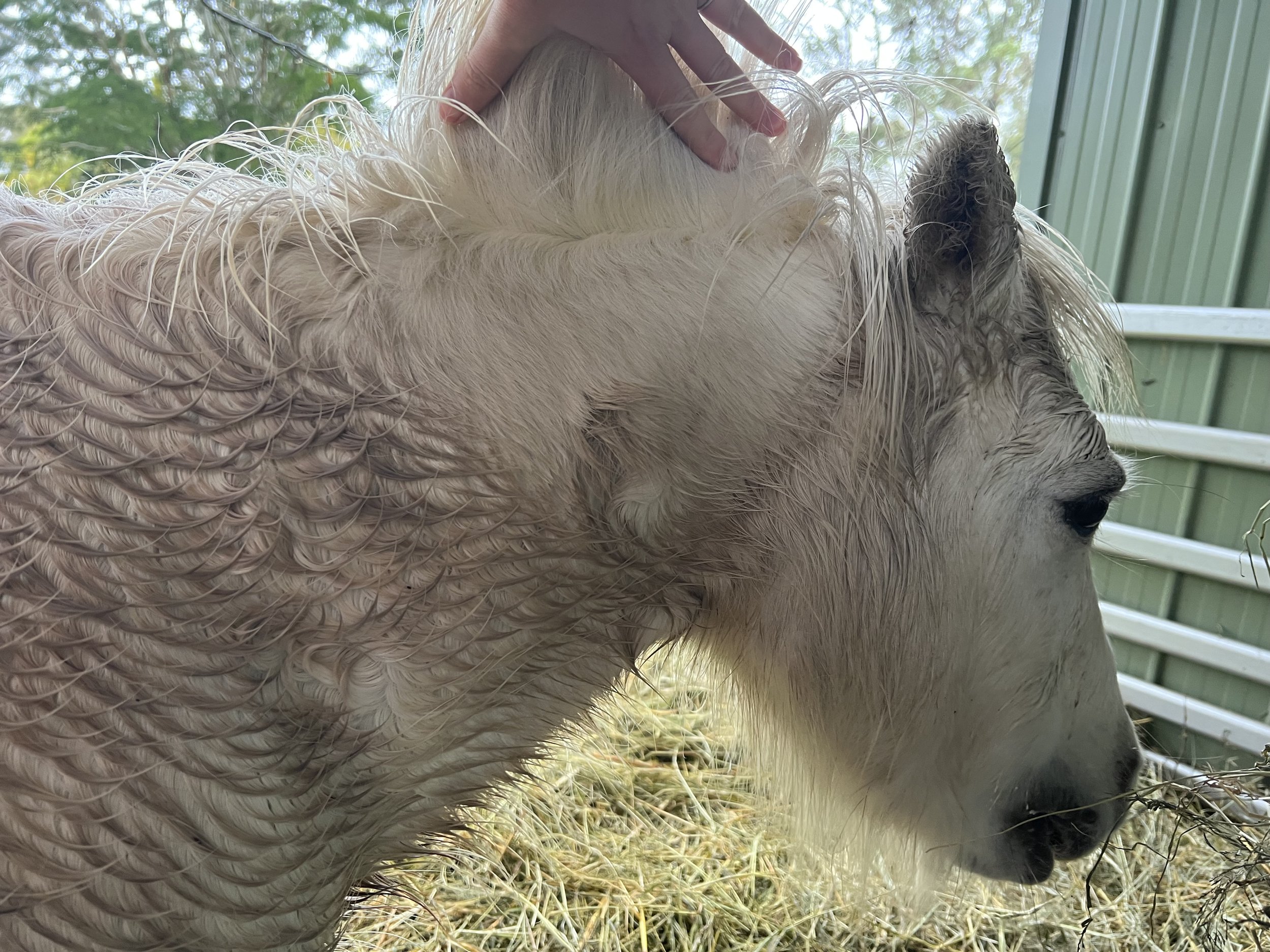 Pony with hypertrichosis