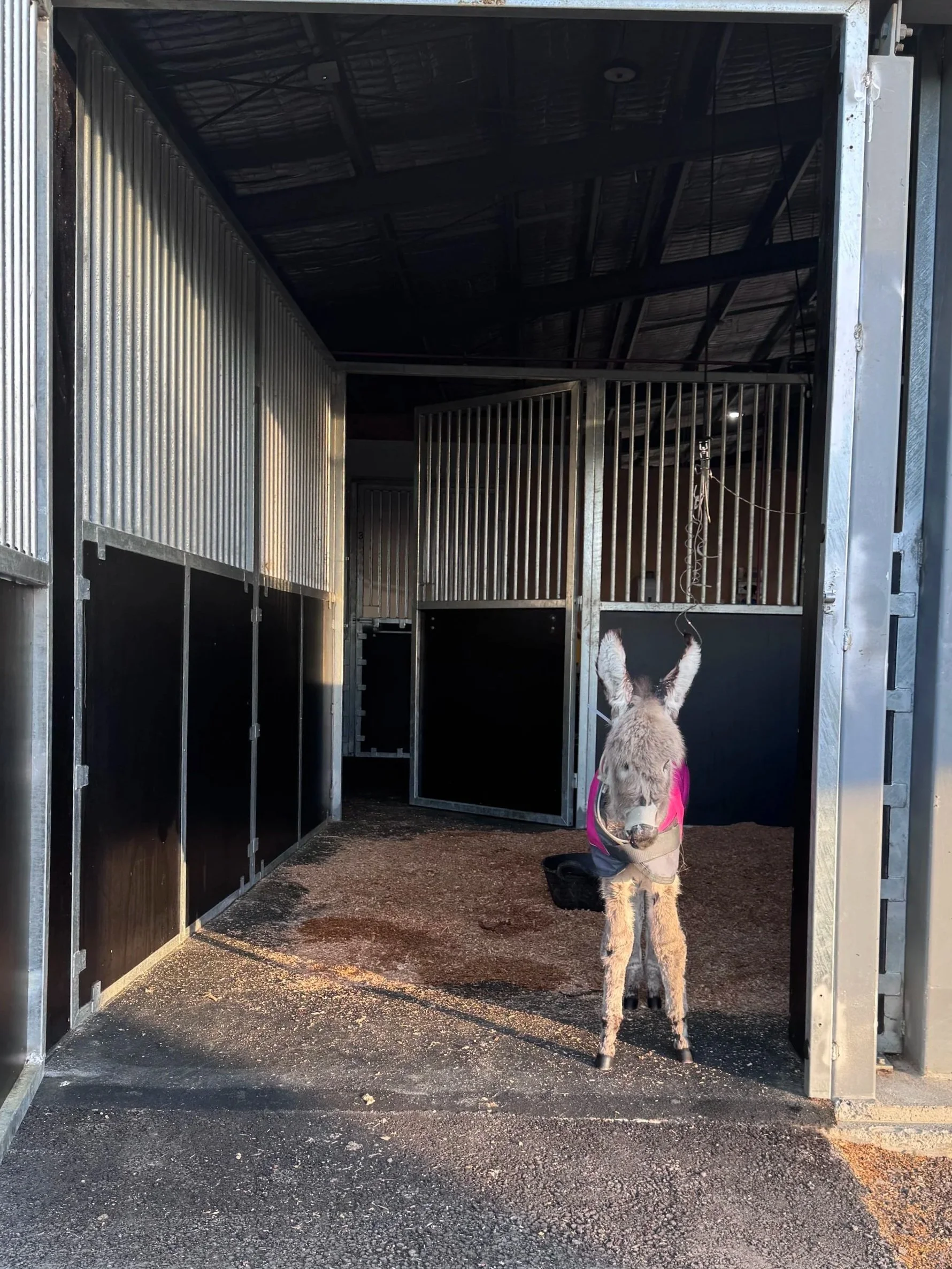 Donkey in stable