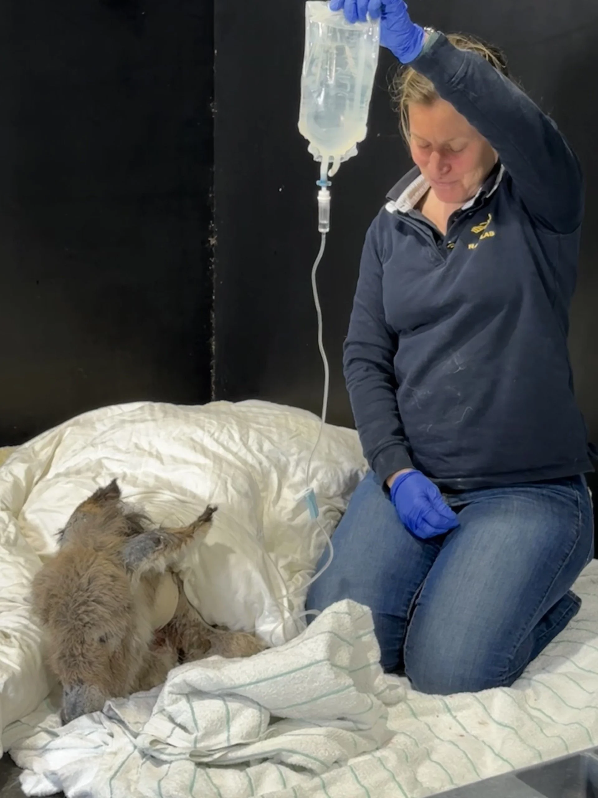 Giving fluids to Donkey foal