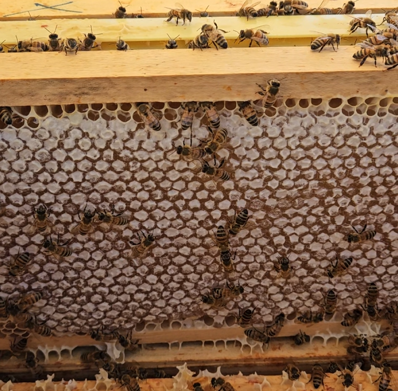 Pure Honey