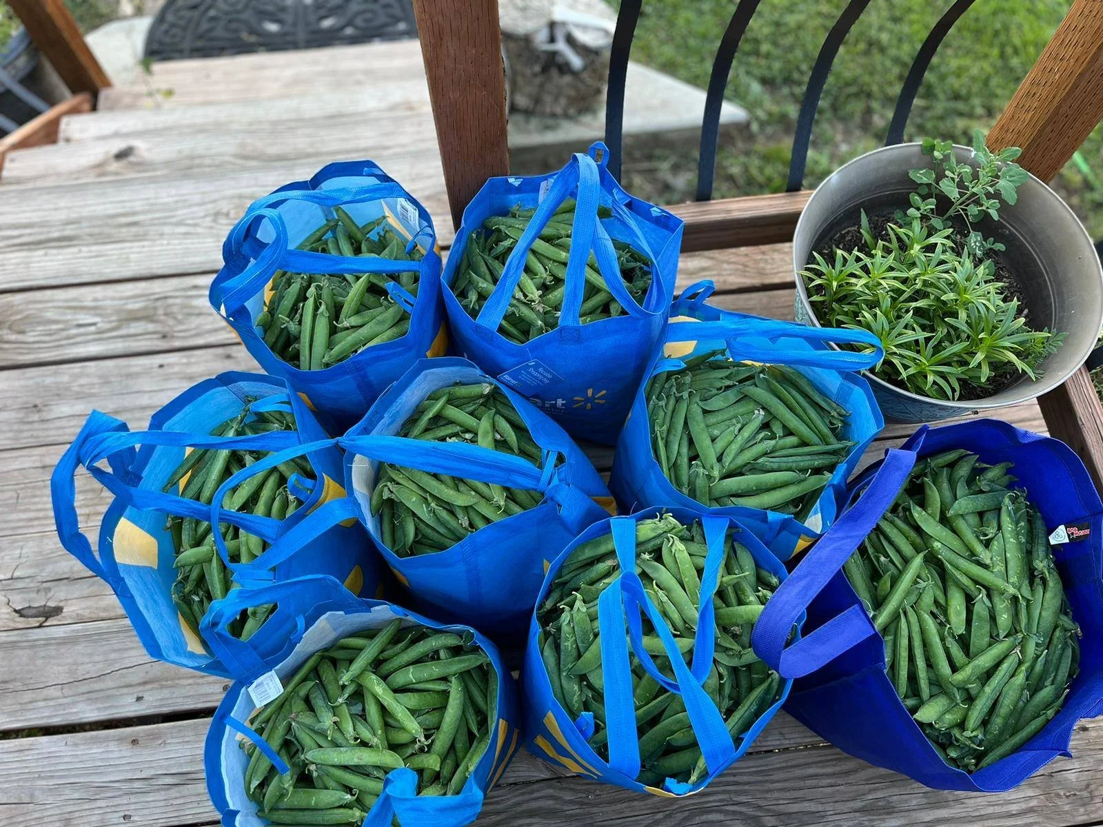 Eight blue grocery bags filled with fresh green beans on a wooden table, with a pot of potted plants nearby.