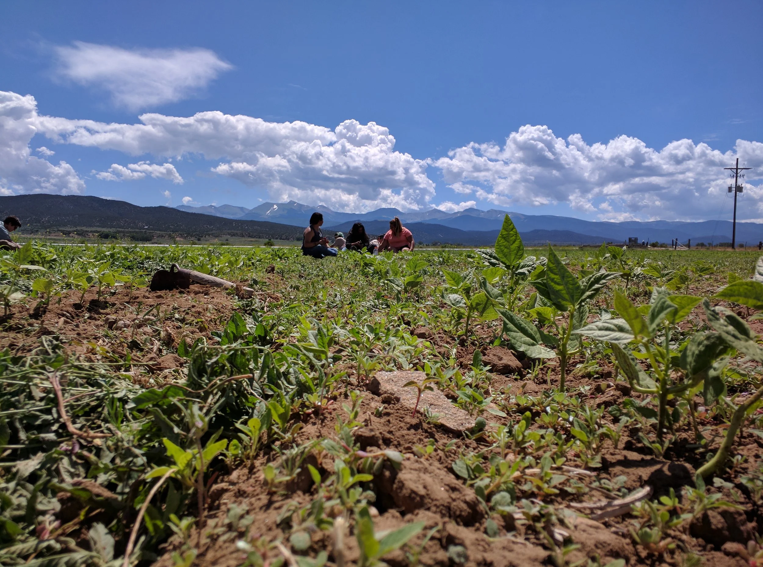 Farmers working in a field with green plants, mountains in the background, blue sky with clouds, and some people sitting on the ground.