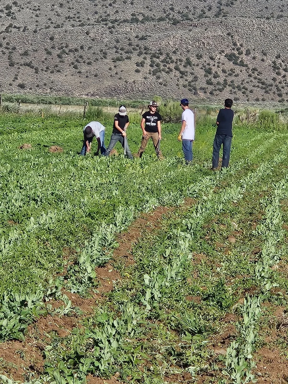 Group of five people standing and working in a green field with young plants, with a mountain in the background.