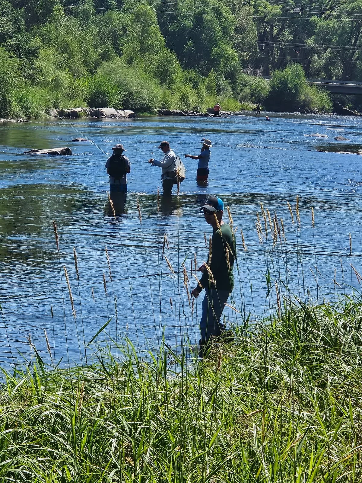 People fishing in a river surrounded by green trees and tall grass.