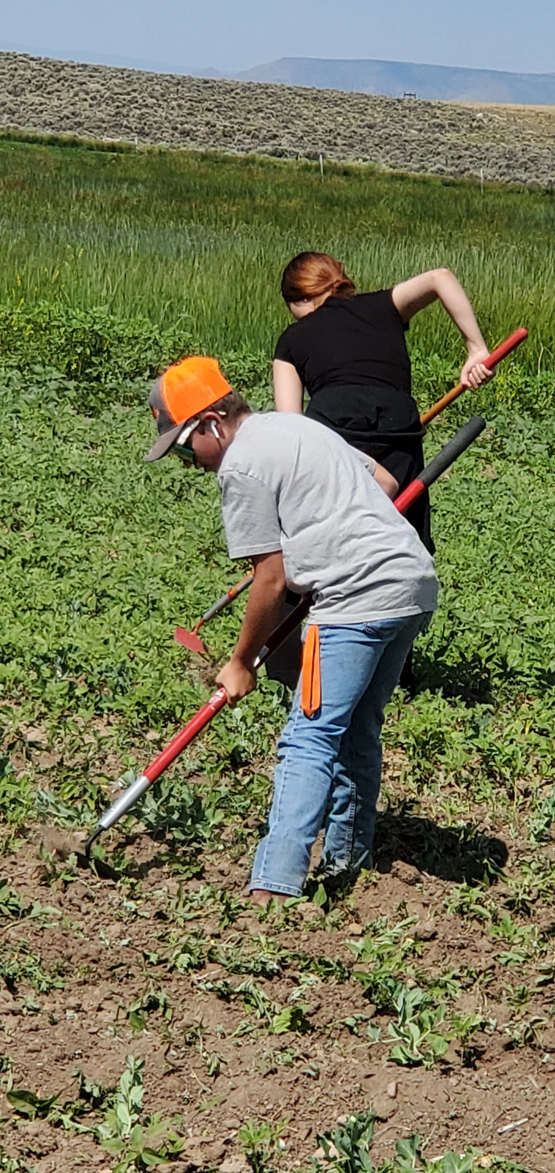Two children, a boy and a girl, are gardening in a field with green plants. The boy wears an orange cap and sunglasses, is using a hoe, and is dressed in a gray t-shirt and blue jeans. The girl has red hair, wears a black shirt, and is also working w