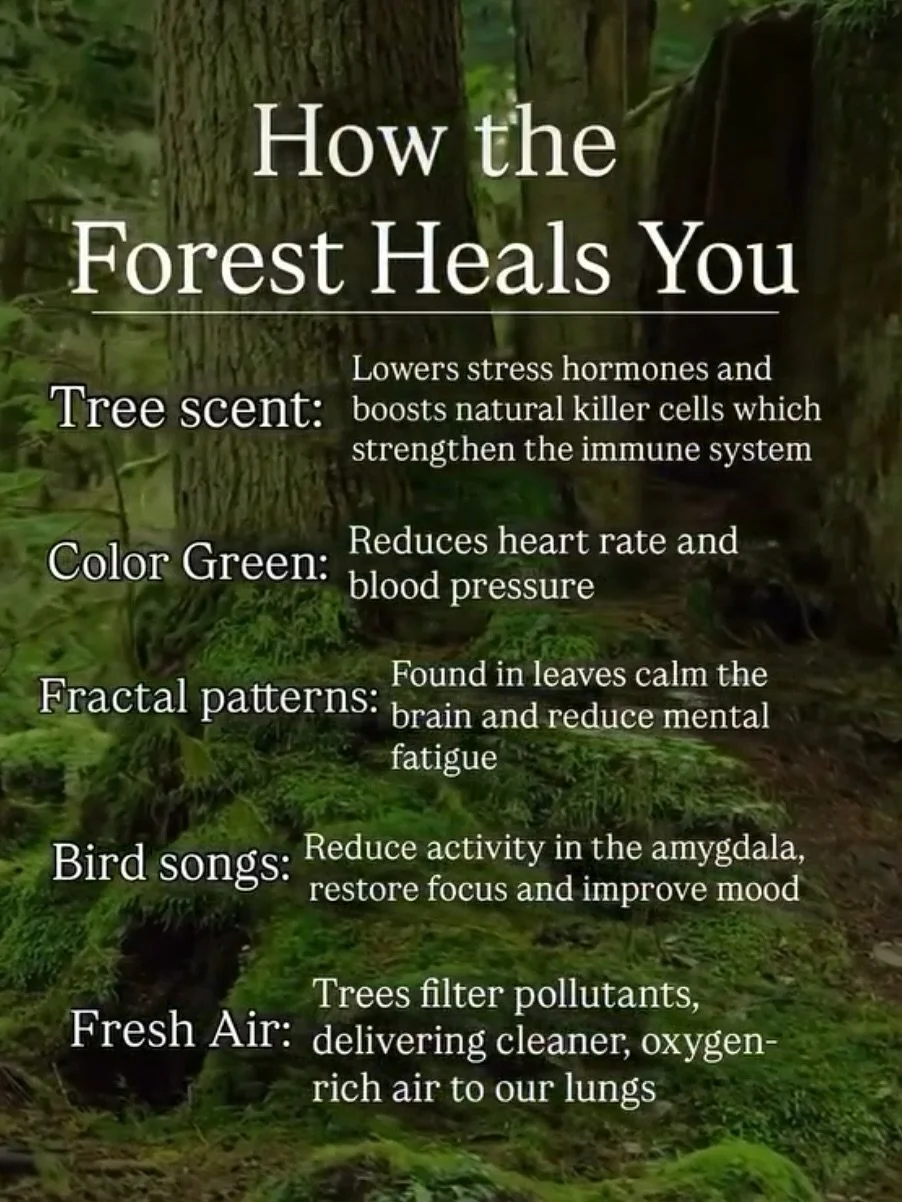 Saves and Reflect 💚 

#saves #forest #forestbathing #ecotherapy #greenlifestyle
