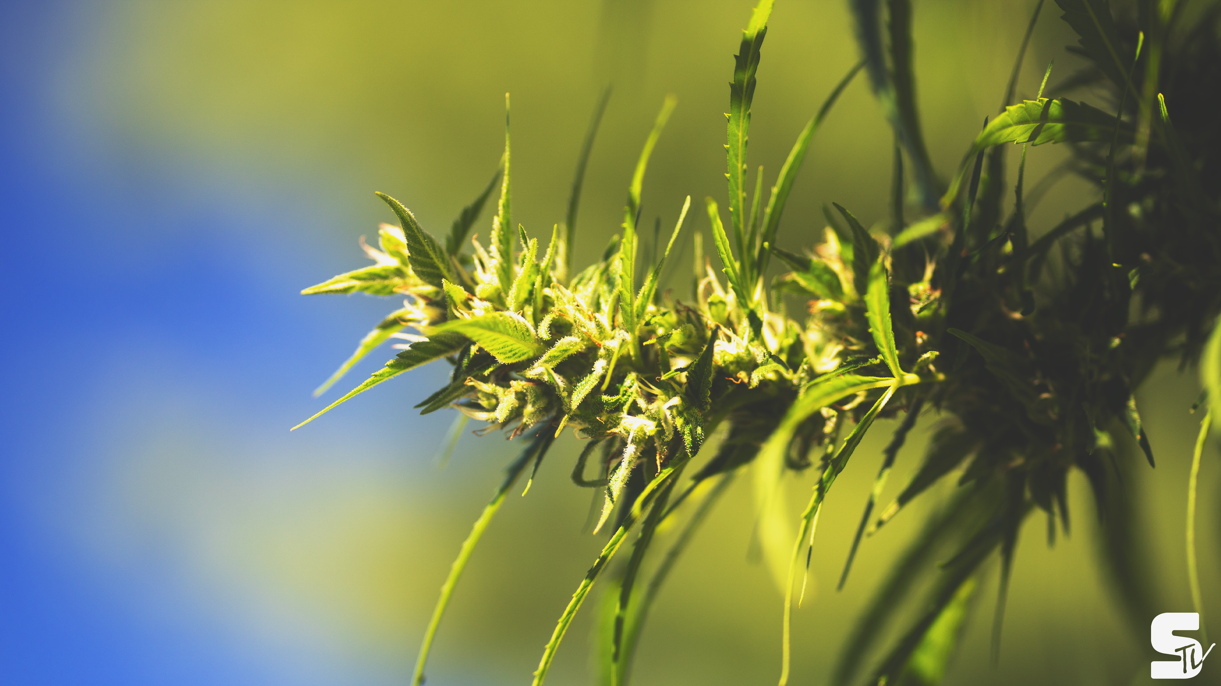 Blooming in Tranquility - 4k Desktop Wallpaper.png