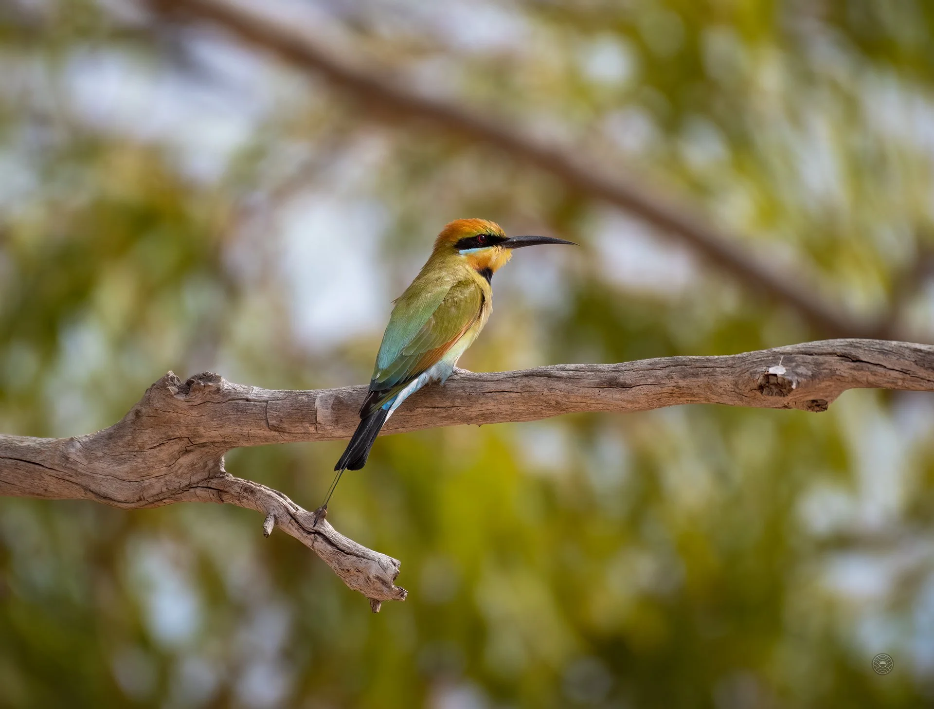 Rainbow Bee Eater Nesting Behaviour
