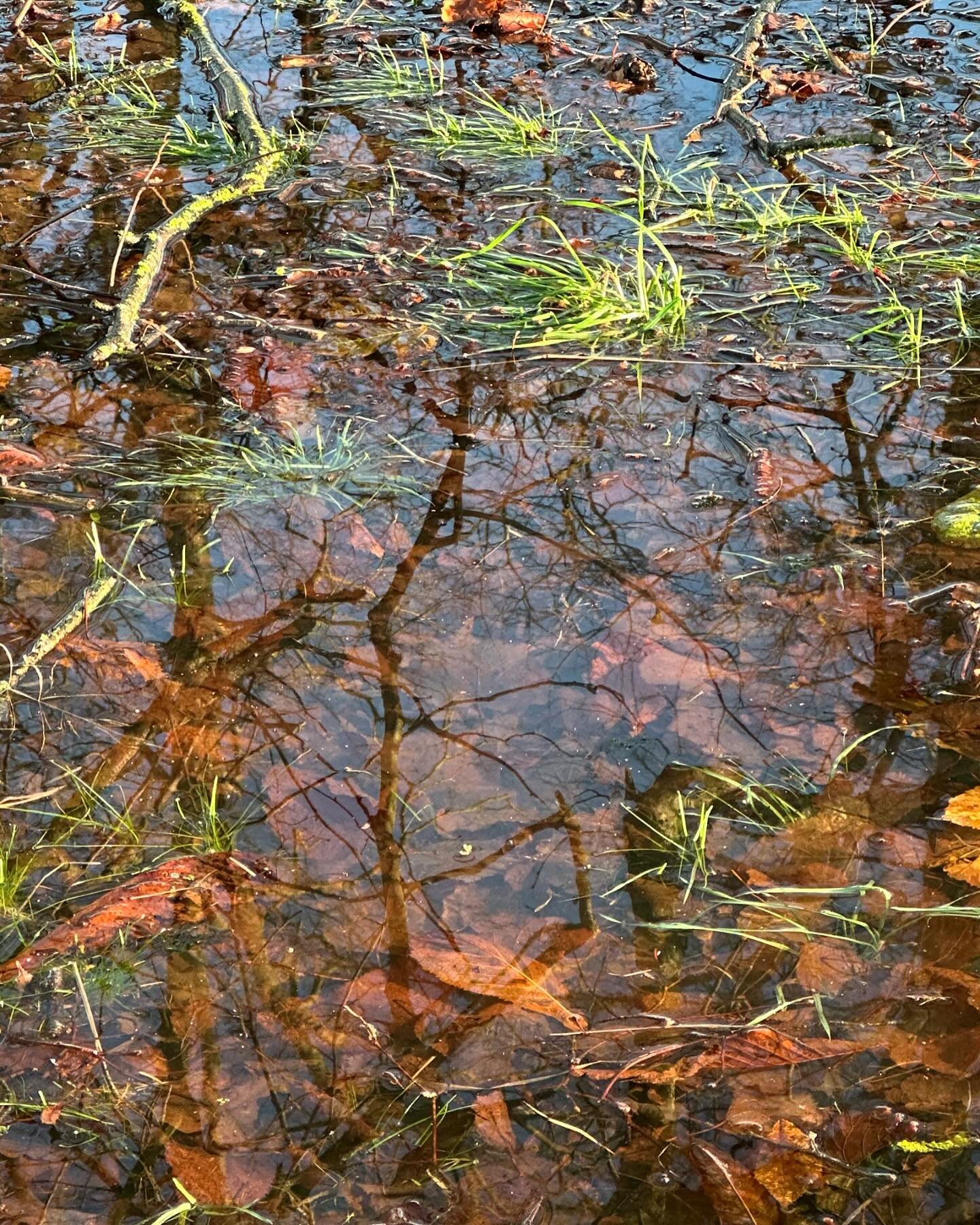 Reflections: it&rsquo;s the time of year for flooding - and we&rsquo;ve had a lot in the last few days - storm Bert over the weekend took out several trees and the fence between my garden and my neighbours and left us with a lot of extra water&hellip