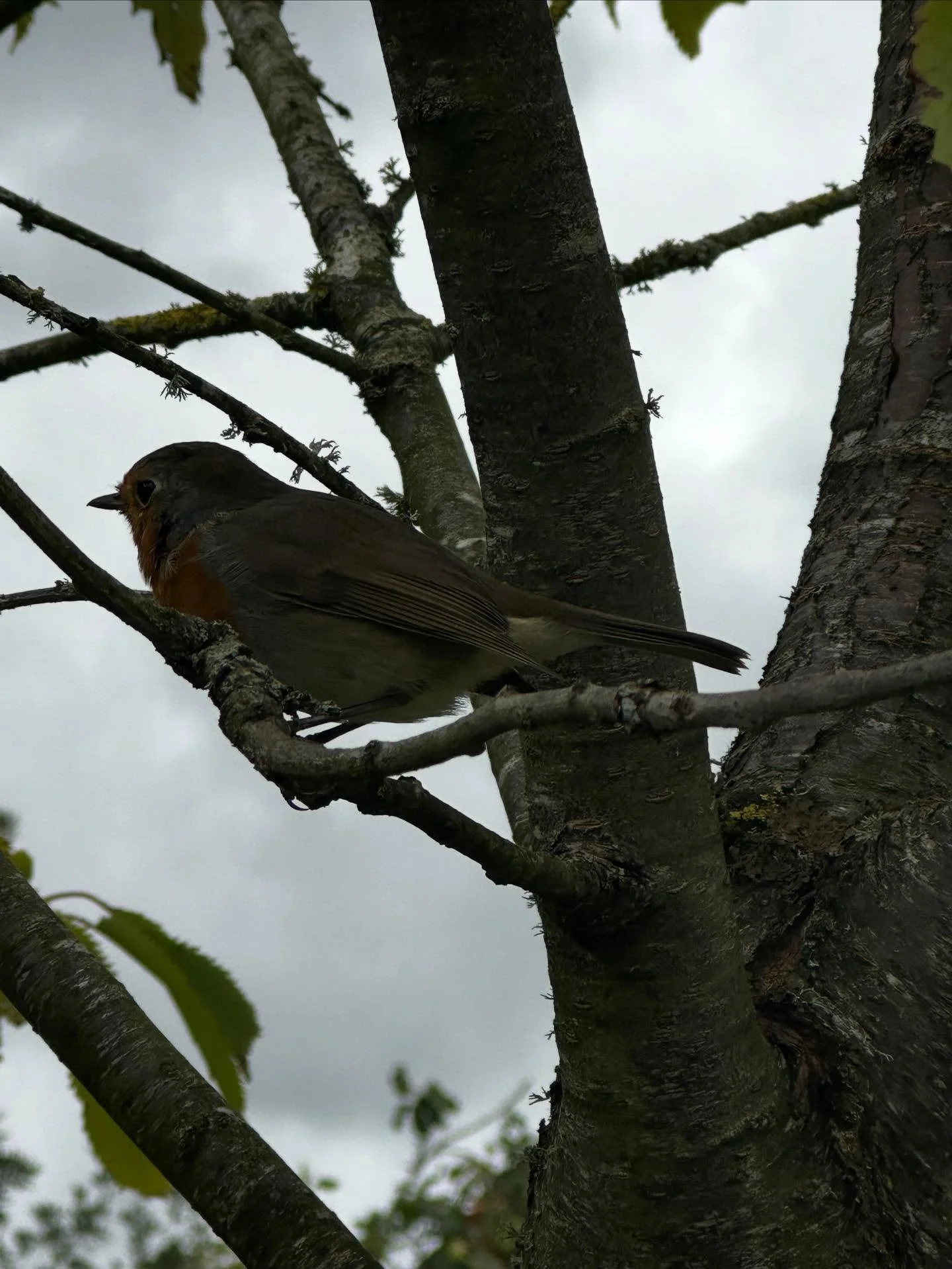 Daily walk - a dull grey day (and thus a dull grey photo), we&rsquo;ve (aka the hound and I) seen this wee robin grow from a shy fluffy chick to a confident and friendly adult - they keep a close check on the gardeners at the local National Trust and