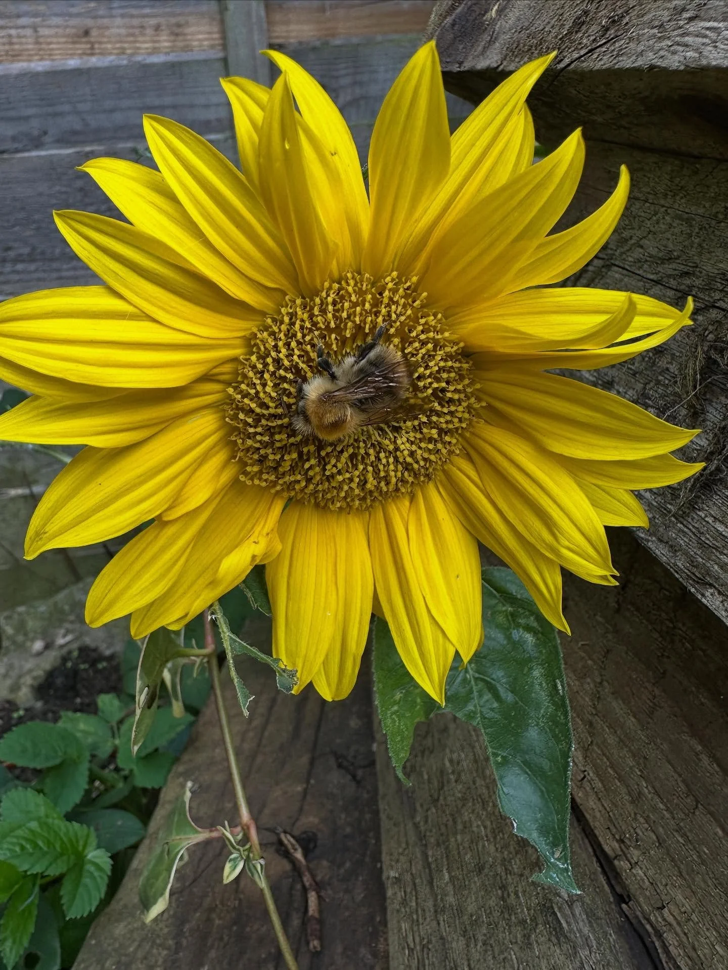 My giant sunflowers weren&rsquo;t as giant as I&rsquo;d hoped - I planted them late, and something ate most of them&hellip;. What remained was a gorgeous mini-giant-sunflower and a slightly larger one&hellip;.. they&rsquo;ve lasted in flower for week