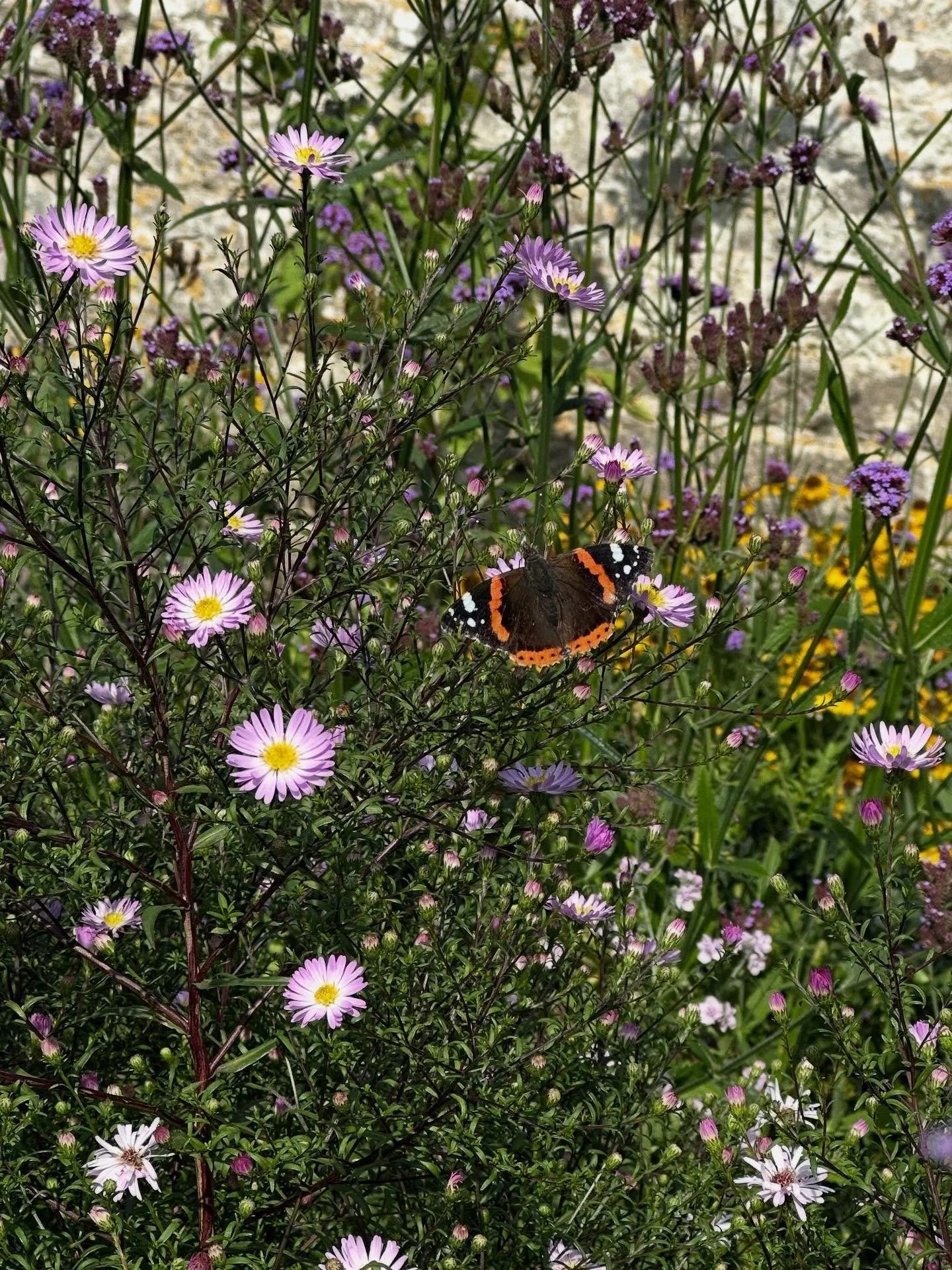The michaelmas daises are flowering, the swallows and house martins are flocking and lining up on the phone wires&hellip;. Summer has passed and autumn is coming. I am lamenting the gathering dark as we reach the equinox once more and contemplating b