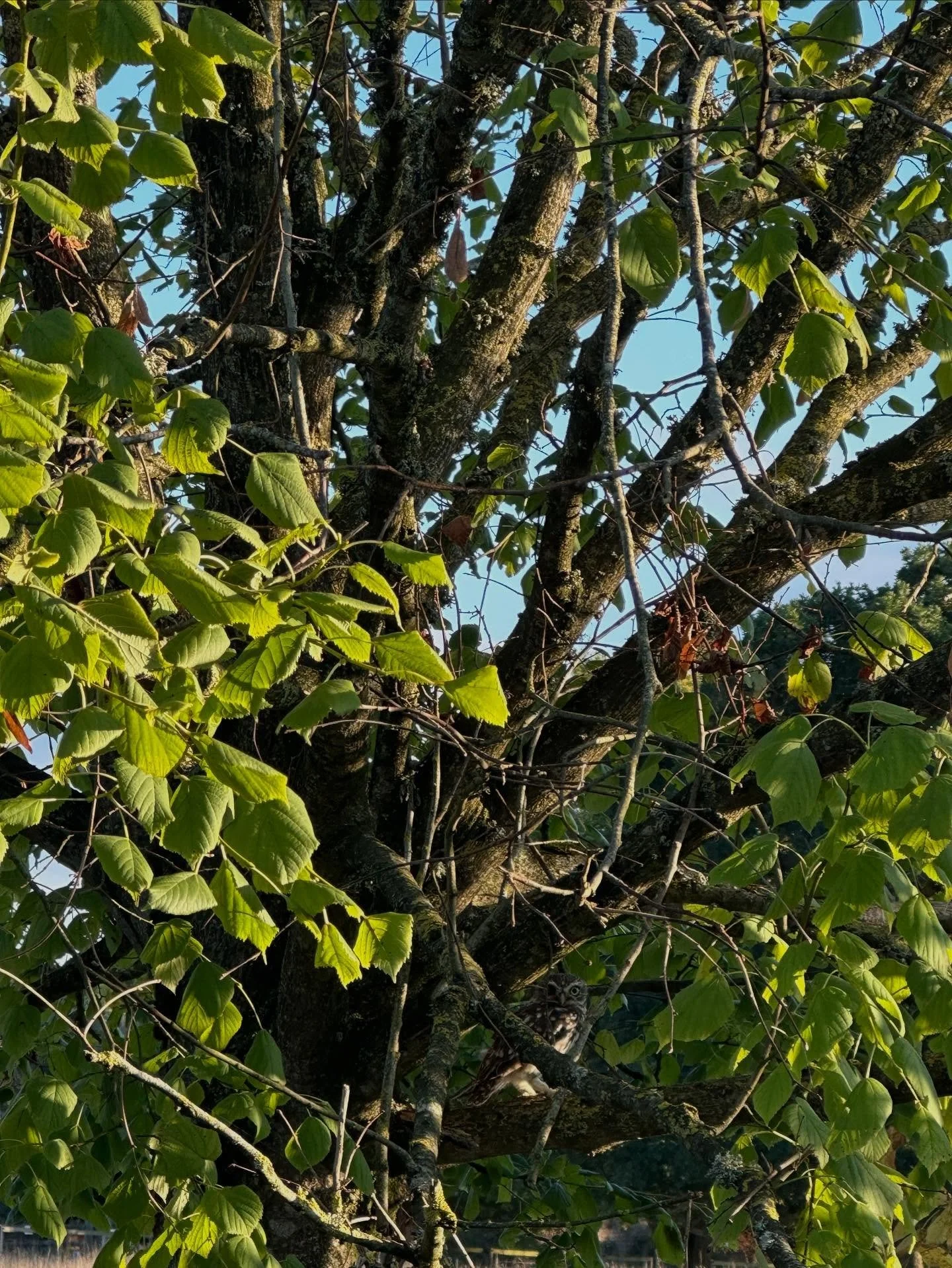 Evening walks: spot the owl. Had I not seen the little owl into the tree, I&rsquo;d likely just have walked on past and not spotted it. It&rsquo;s camouflage is brilliant for the dappled light that falls though the leaves. This is likely one of this 