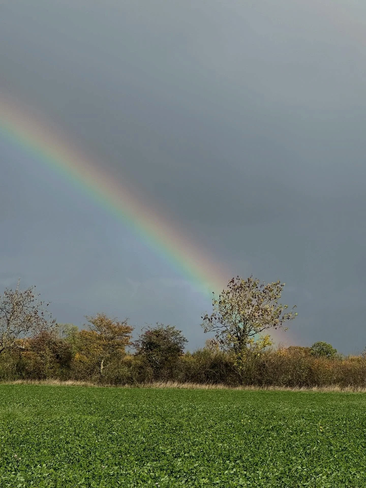 Last evening walk before the clocks change and the hound and I spend the next few months being cranky. It was splendid…. A rainbow and then some glorious light as the sunset. We walked home in the dark and the hound is now warm and snug in his