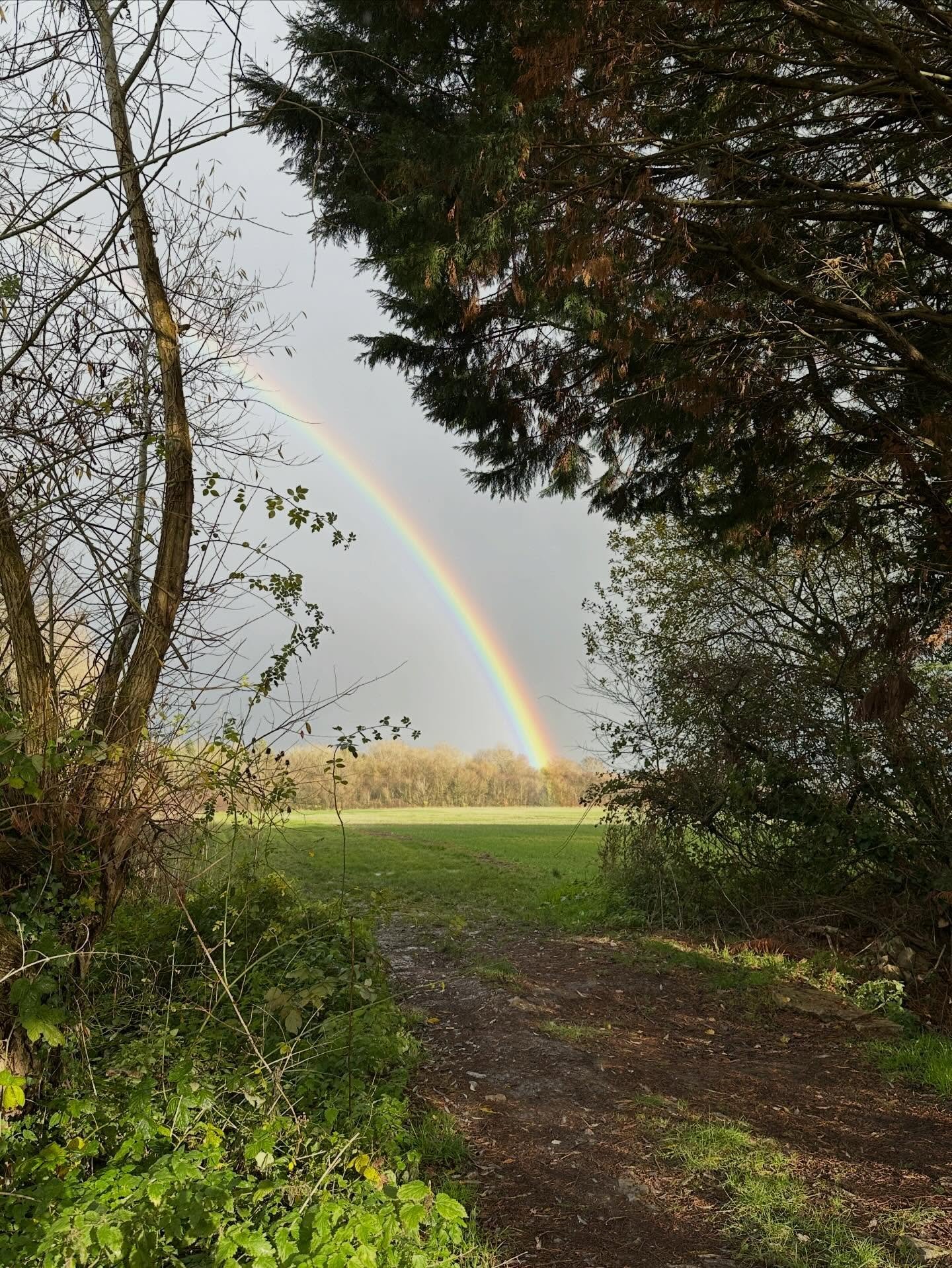 Storm Bram is howling outside and wuthering down the chimney&hellip;.. it&rsquo;s pretty soggy here and from the lack of traffic I suspect the roads could be flooded. A few days back the hound and I got caught in a rainstorm and when it cleared we we