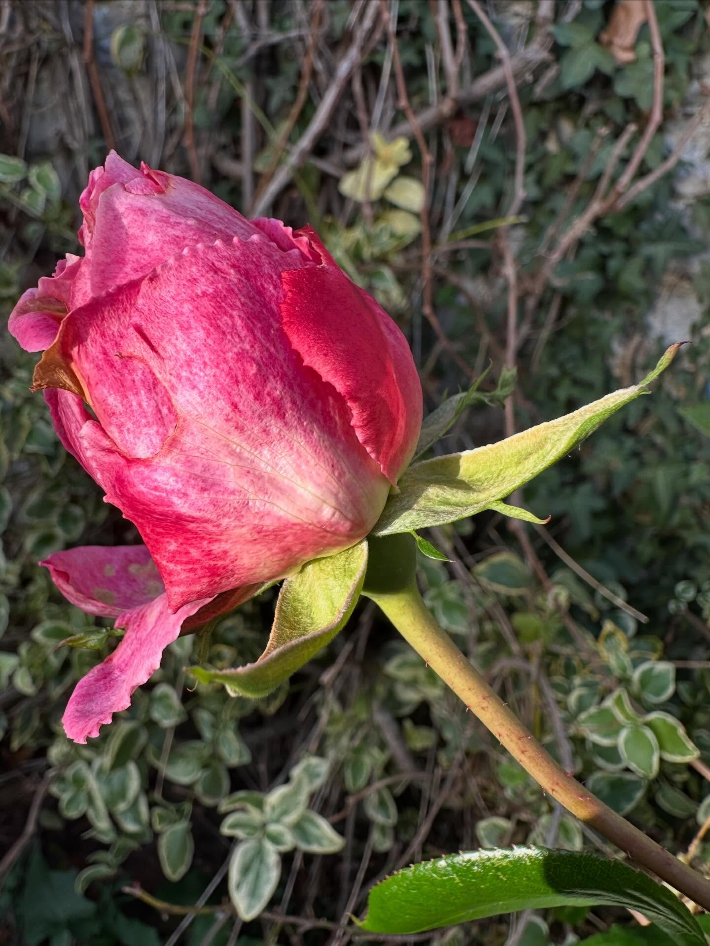 December rose&hellip;. We&rsquo;ve had a few hard frosts,  but this particular rose is tenacious&hellip;. Still blooming. I can see it from the living room window and it reminds me of summer in the gloom of the winter