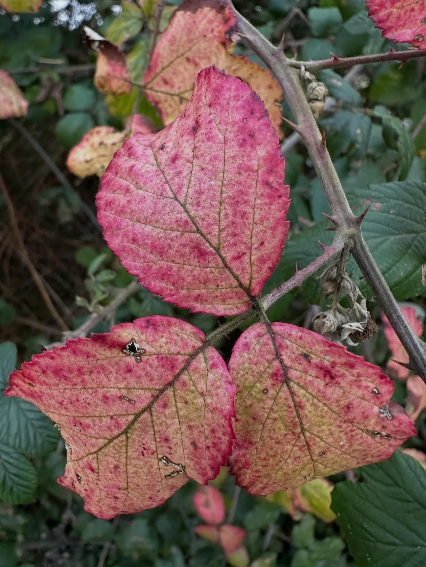 Bramble or blackberry sometimes produces the most gorgeous autumn colours - some vines stay green, others start turning gorgeous pinks and reds like these I found on my walk yesterday