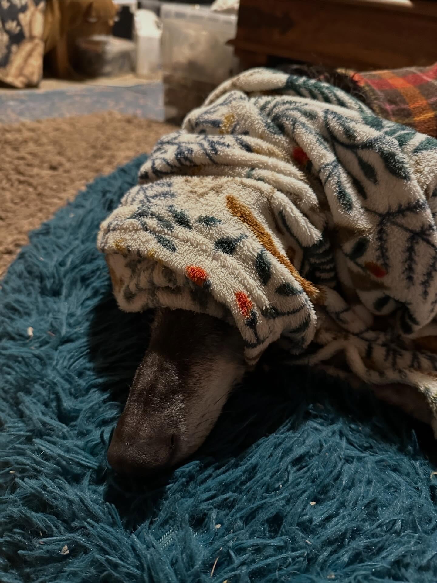 The hound prefers to sleep well wrapped up in blankets at this time of year. He likes fleece, and will wake me up in the middle of the night to be re-wrapped if the blankets become less than satisfactory. He&rsquo;s an old boy now, and spends most of