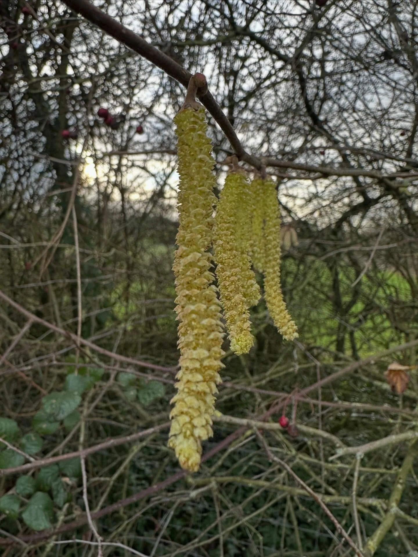 Signs of spring&hellip;. A bit too early&hellip;.. the hazels have had catkins for a good long while, but normally the stay small until early spring - I noticed these opening up way too early releasing their pollen - but no sign of the tiny red femal