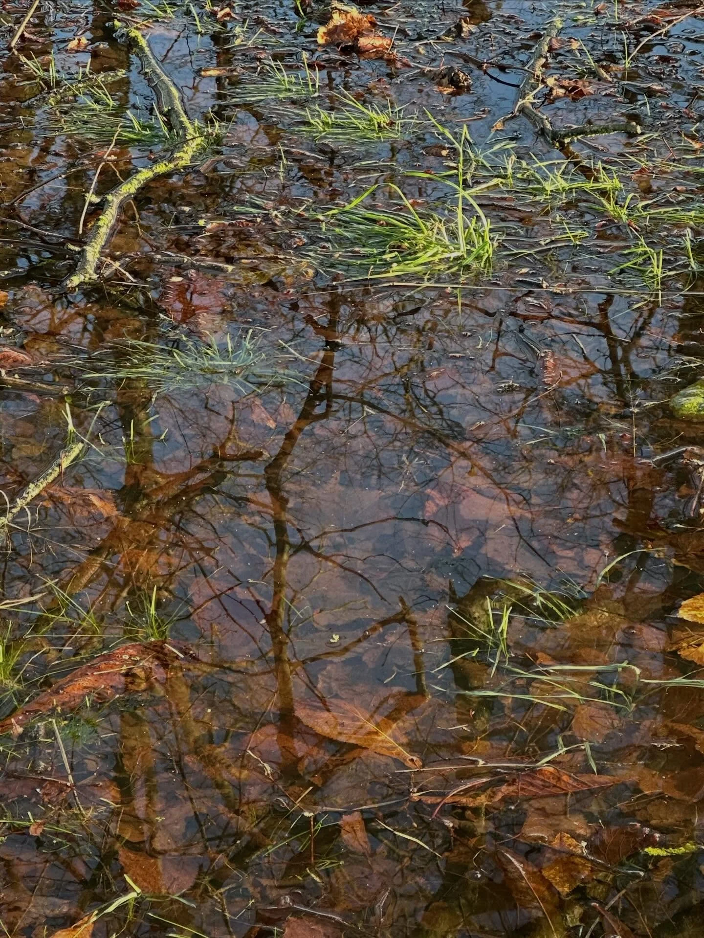 To say it&rsquo;s been soggy is a bit of an understatement&hellip;. We&rsquo;ve had lots of rain, and flooding - we&rsquo;ve lakes and pools where there are usually fields, and the skies are dull and grey&hellip;.