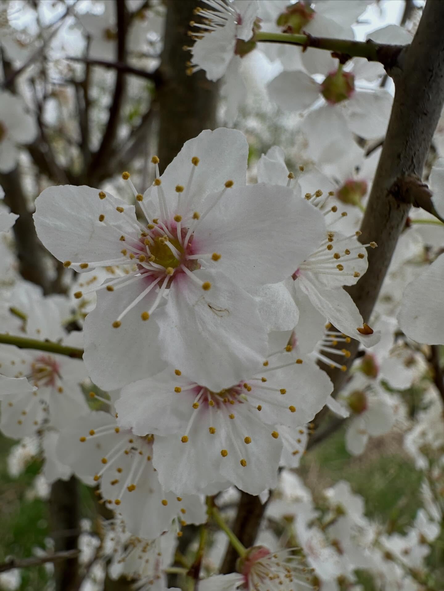 It is cherry plum blossom season - a little later than some years which I hope means the blossom won&rsquo;t get hit by frosts and there will be yummy cherry plums later&hellip;. The blossom is one of my great joys each year, and I wish I could share