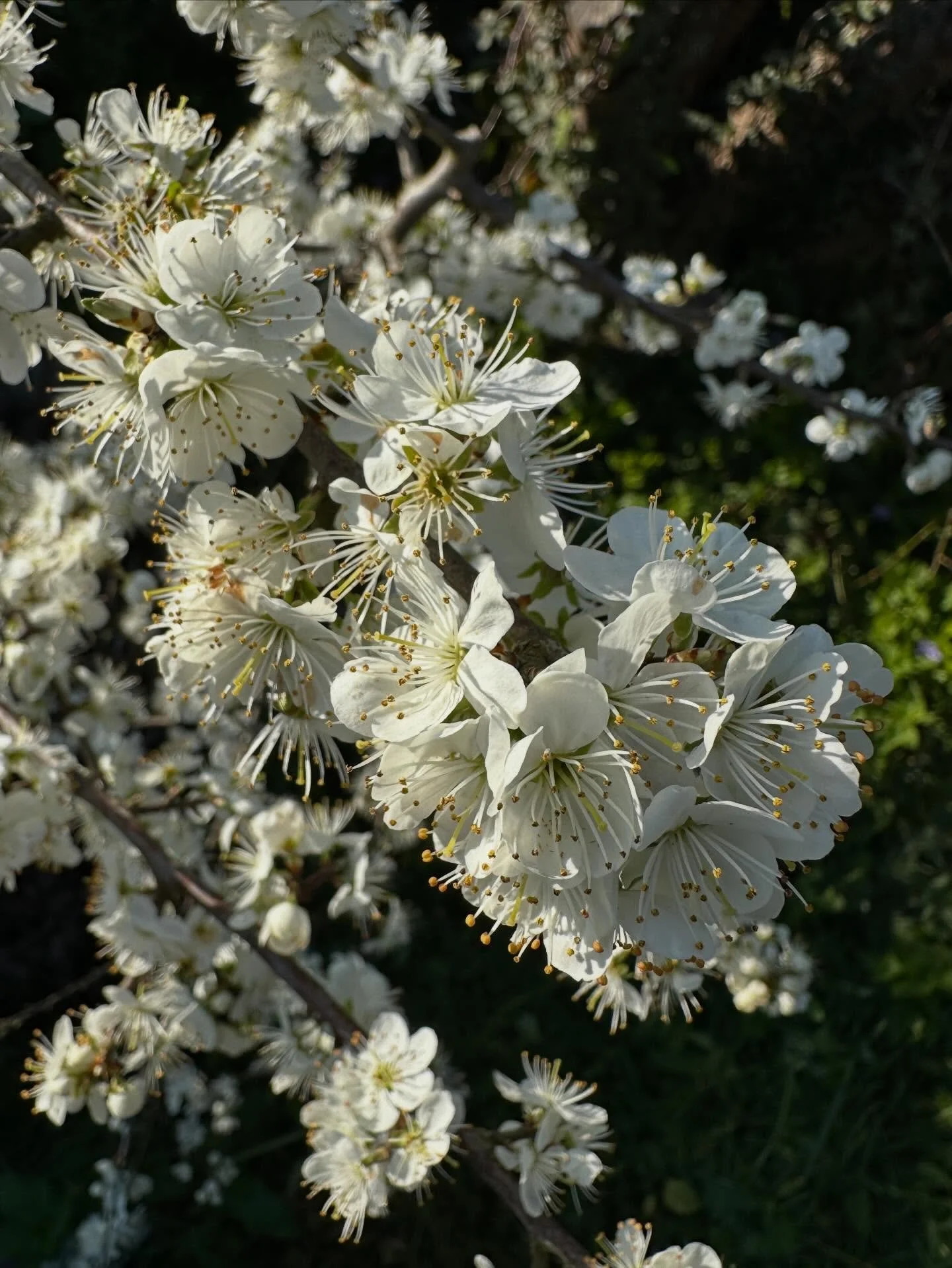The blackthorn is filling the hedges with its white blossom, replacing the cherry plum which is mostly finished now. Blackthorn flowers before it leafs out, making it (perhaps) more dramatic and gorgeous. It is scented - not as strongly as the hawtho