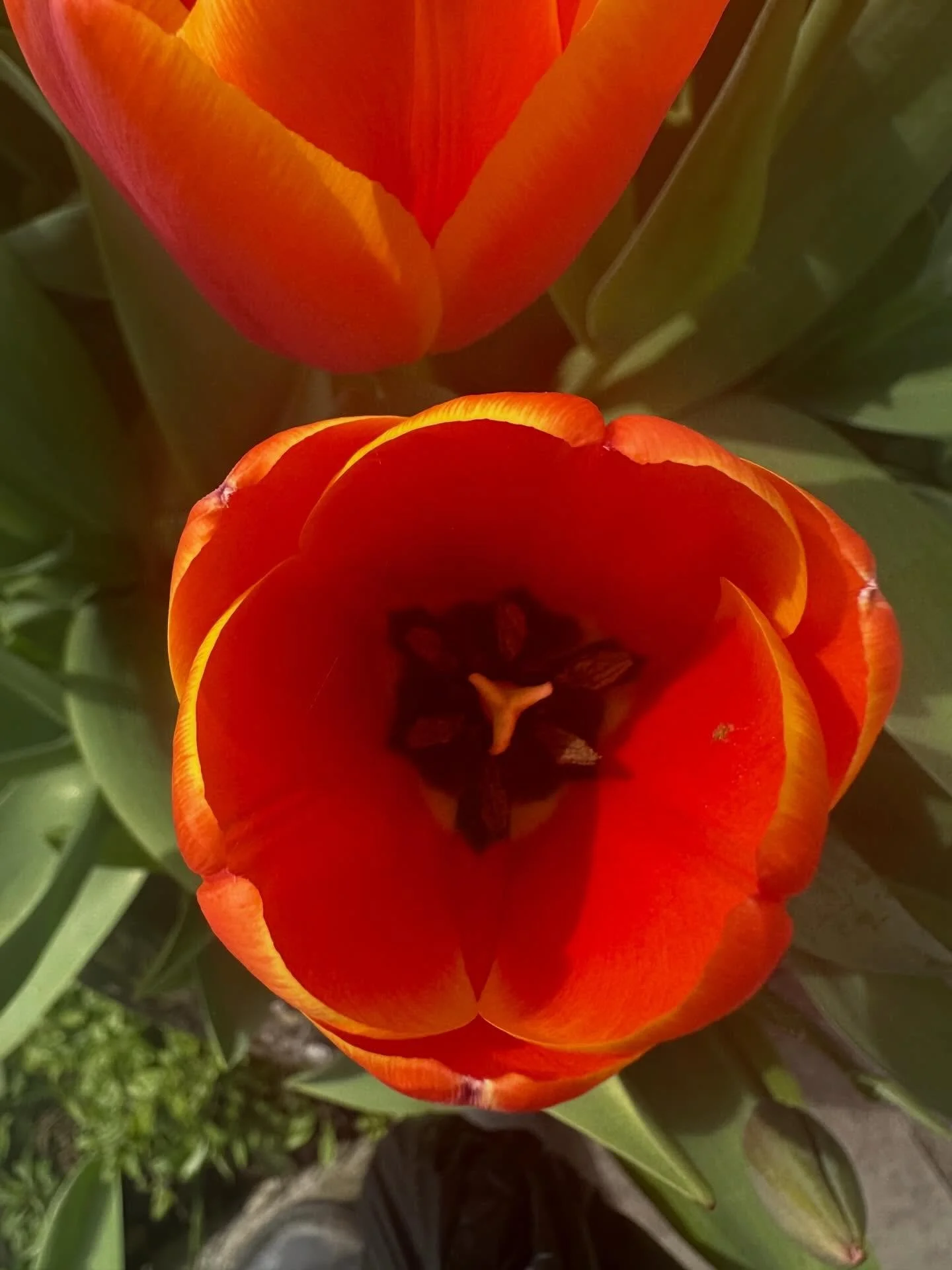 I&rsquo;ve tried to grow tulips many times, they never grow owing to the mice who seem to think I&rsquo;m planting them tasty snacks just for them. The NT gardeners clearly have either better mouse defences or less mice than I do, and I&rsquo;ve been