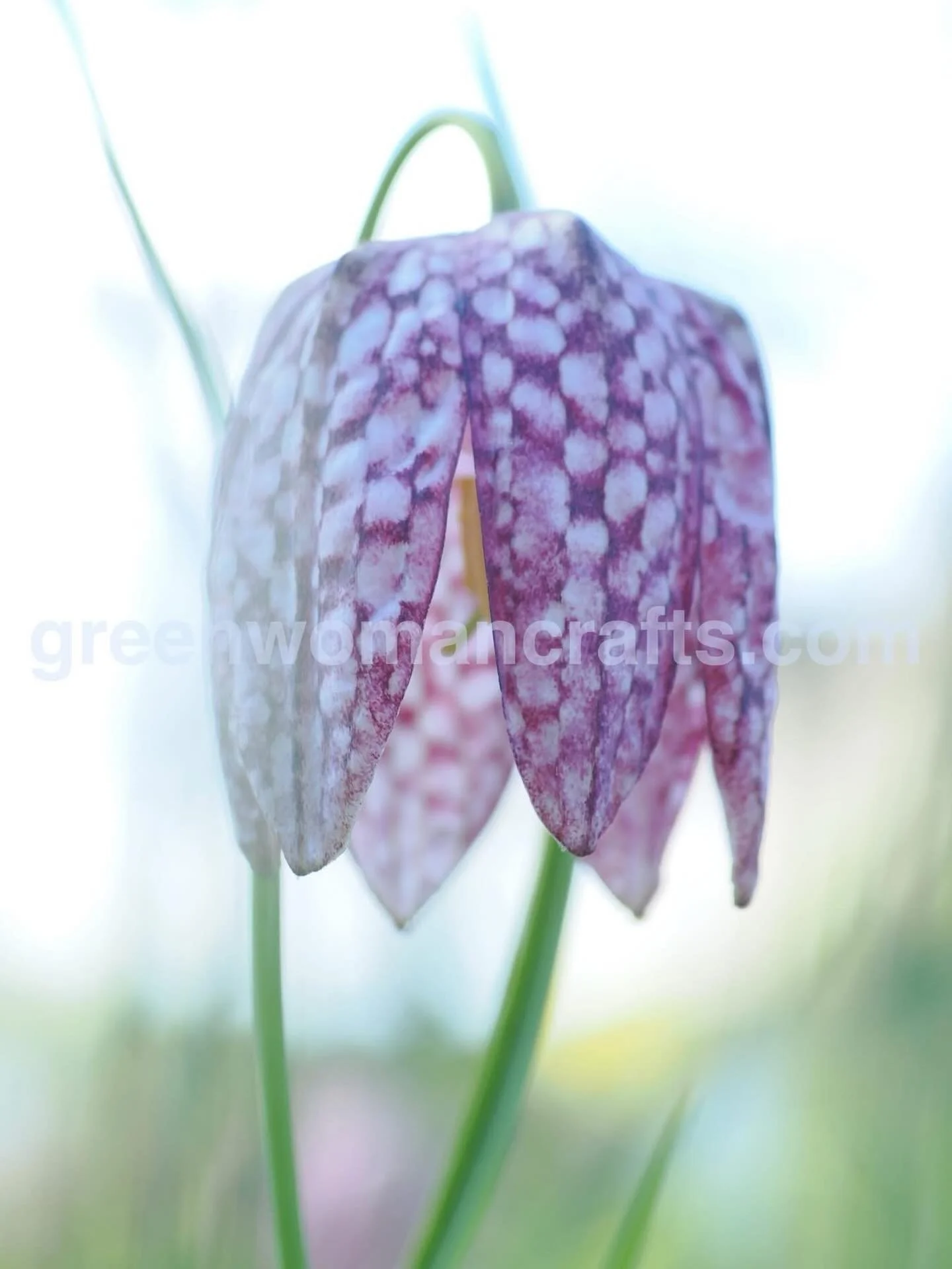 It&rsquo;s a glorious day, and the hound and I walked round our favourite National Trust garden and photographed the snake head fritillaries that are filling the orchard right now - they&rsquo;re one of my favourites with their bizarre checkboard pat