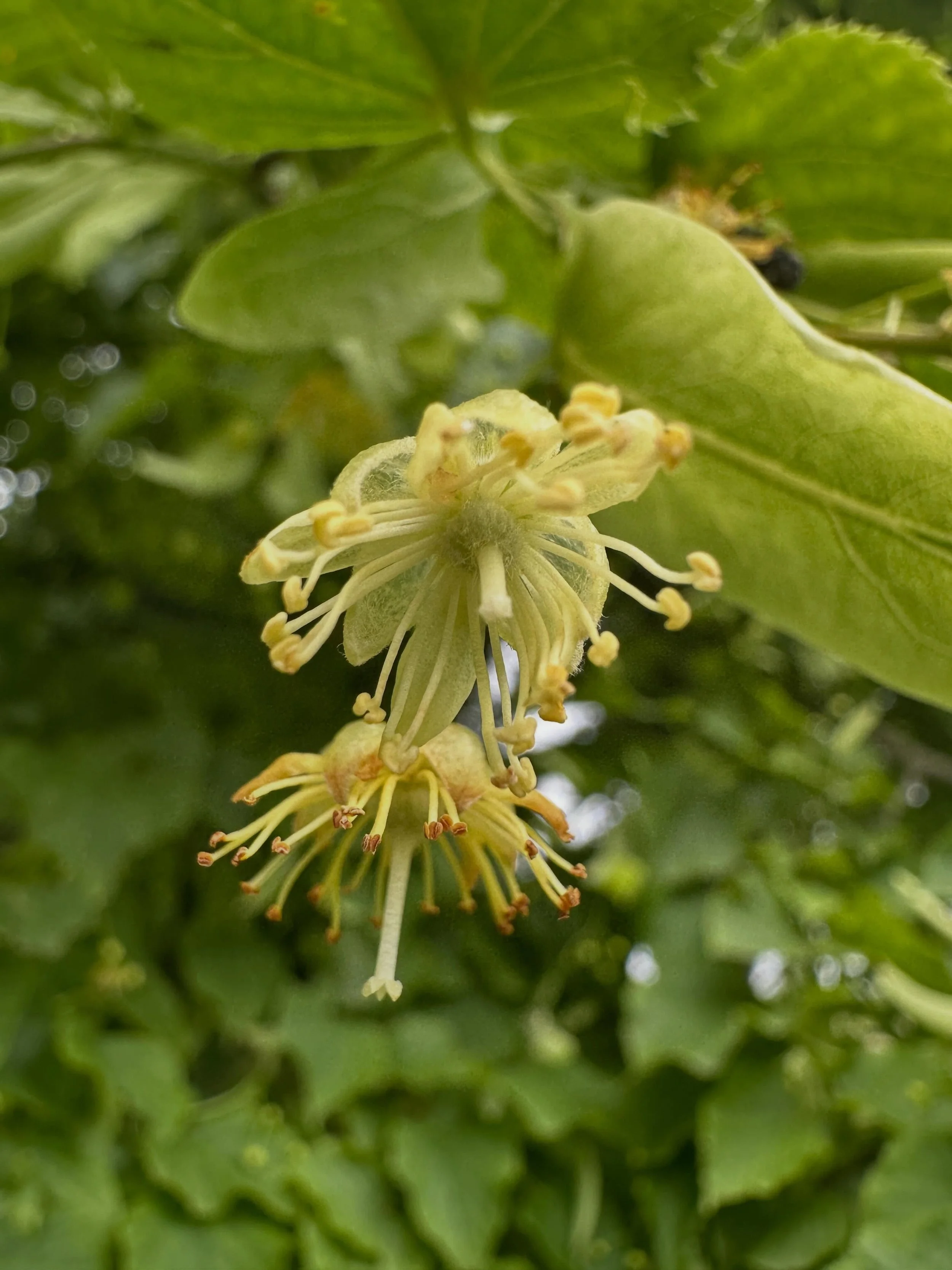 The linden (aka lime) trees are in bloom! The air is full of their incredible scent and the sound of the bees humming in delight. The local hives will be full of linden blossom honey.

Linden flowers are pretty tiny and unassuming - not the big colou