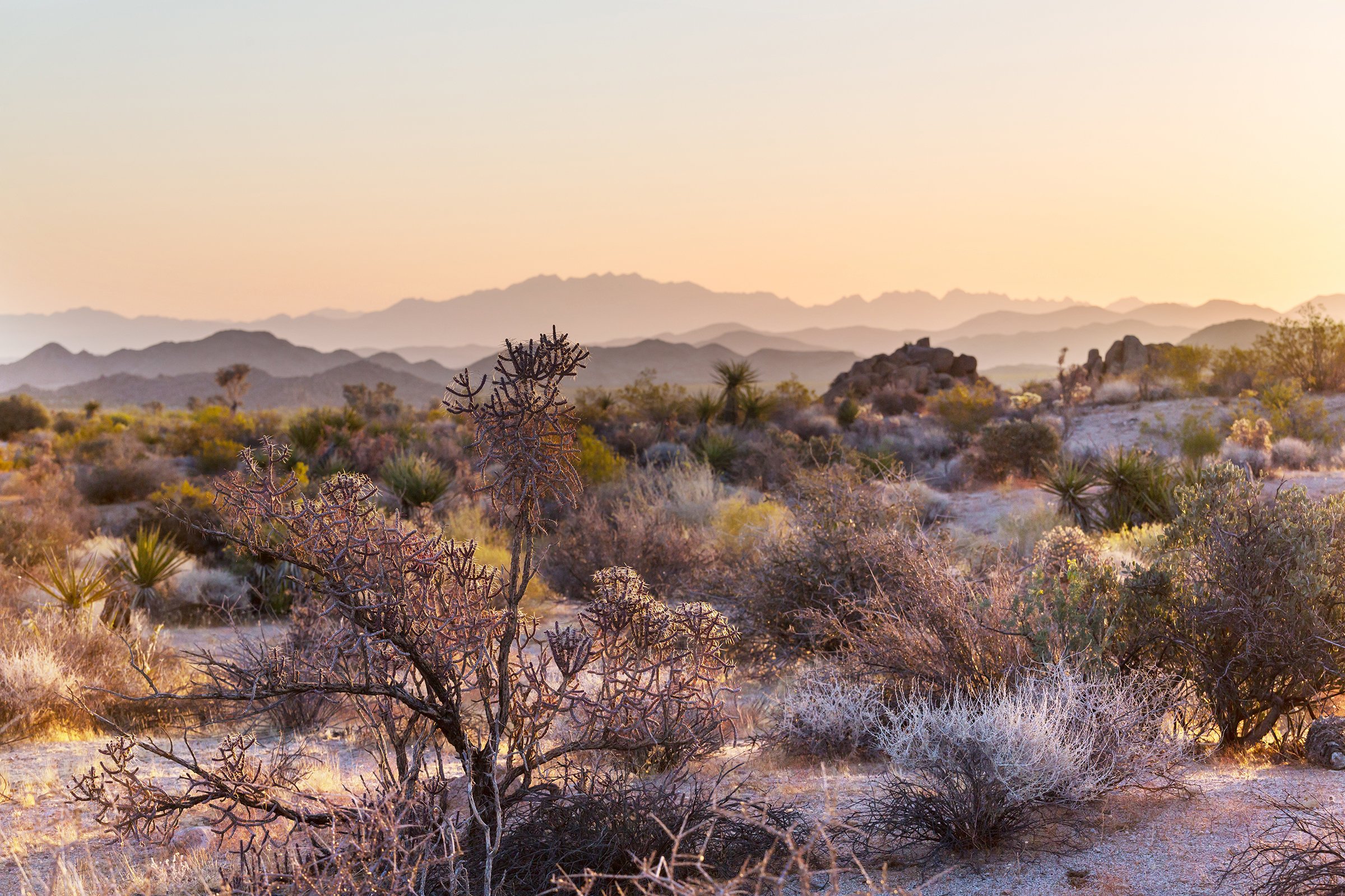 Desert landscape with various cacti and shrubs, mountain range in the distance, under a pastel-colored sky at sunset.