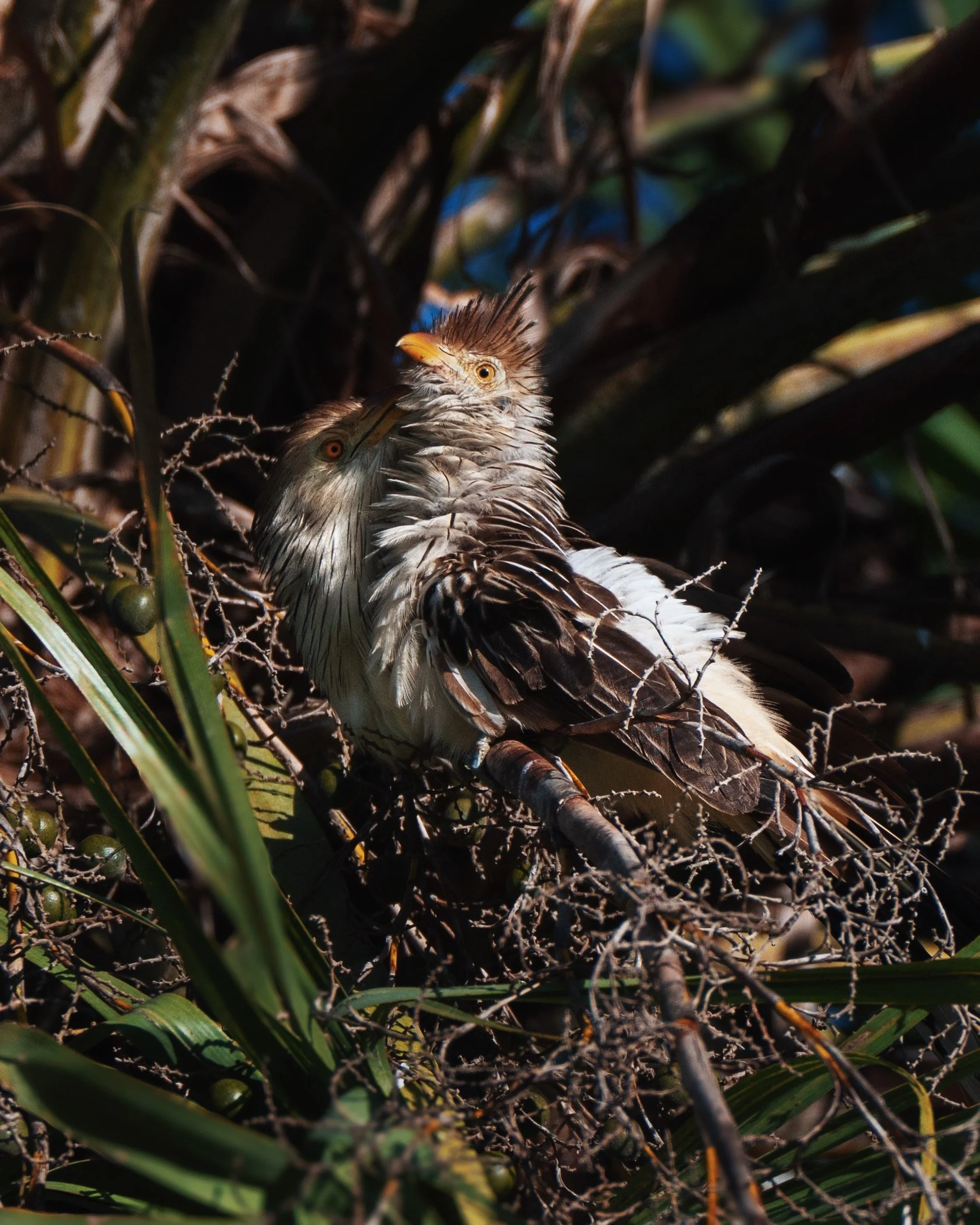 FullSizeRender_VSCO 5.jpg