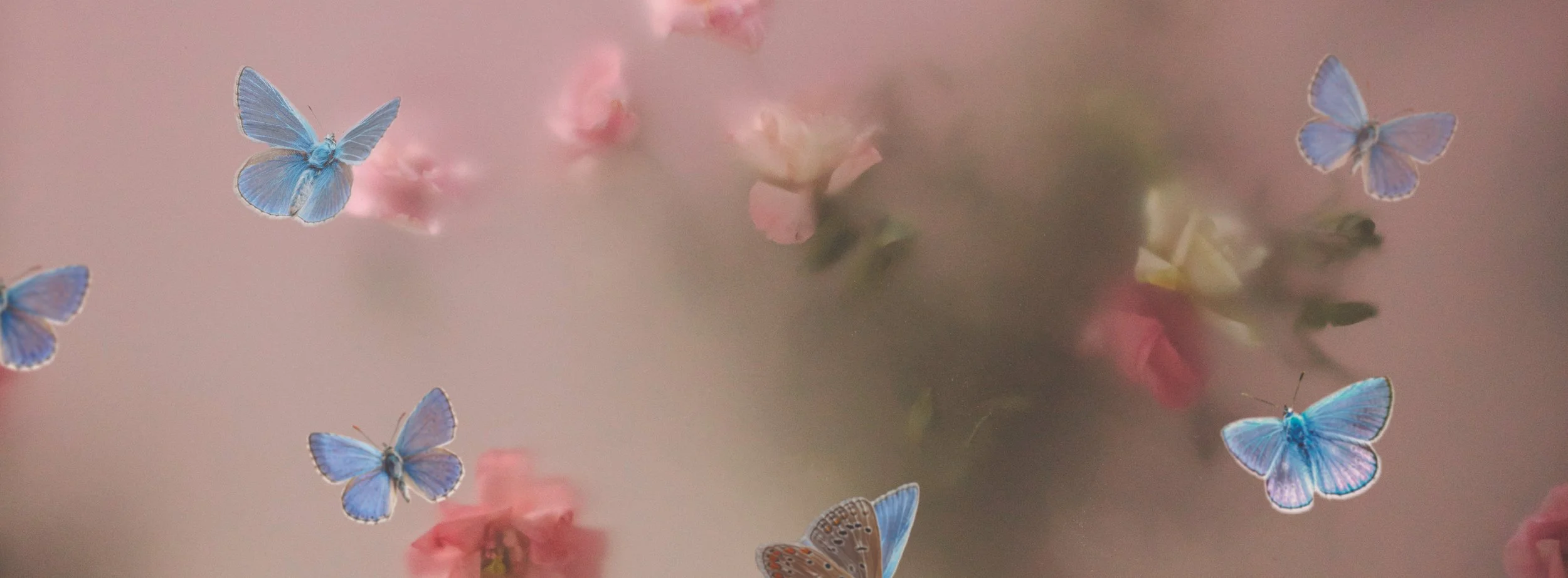 2027 BUTTERFLY BALL