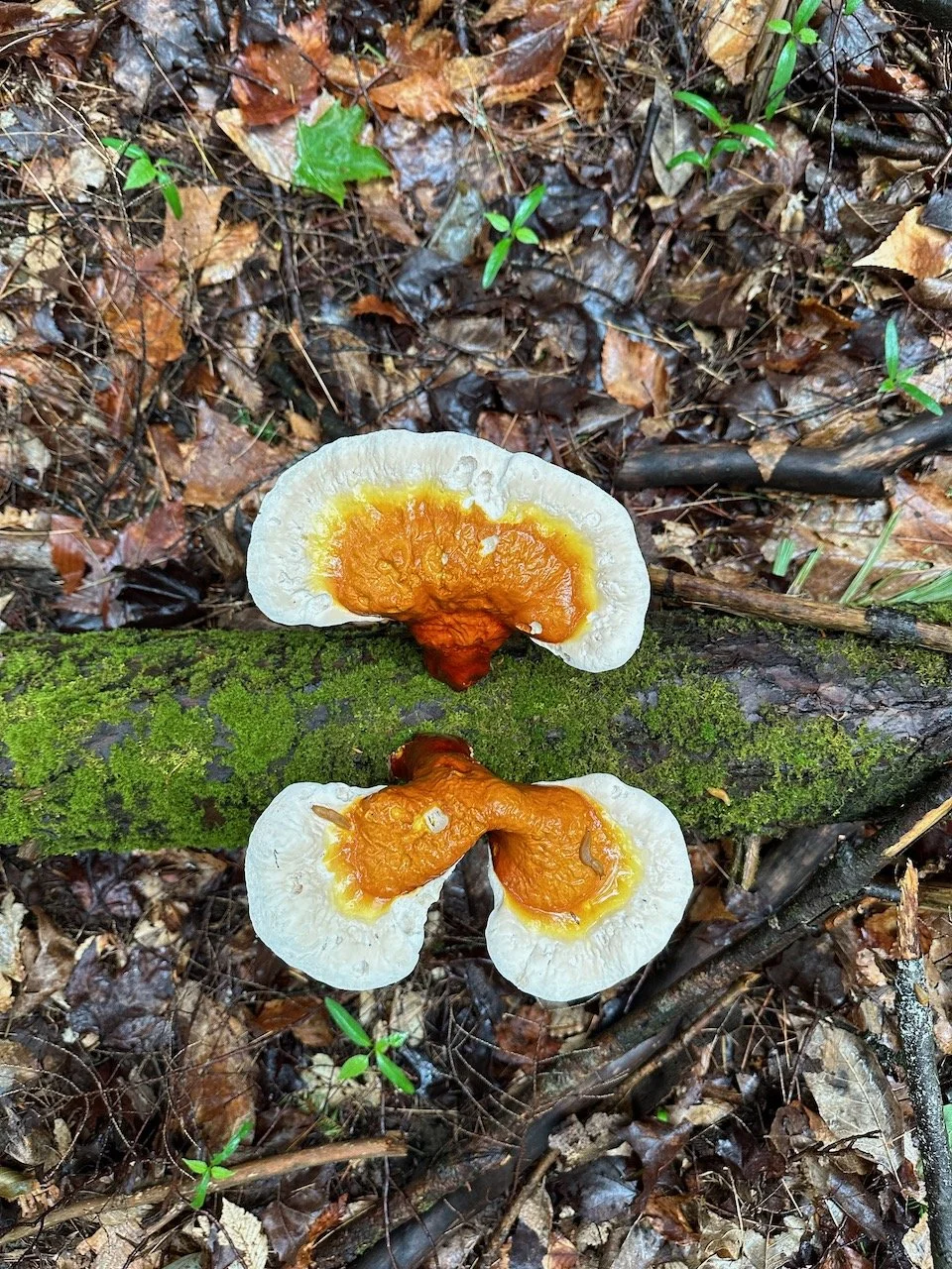 Super 7 Mushroom Blend Tincture — Union City Farm