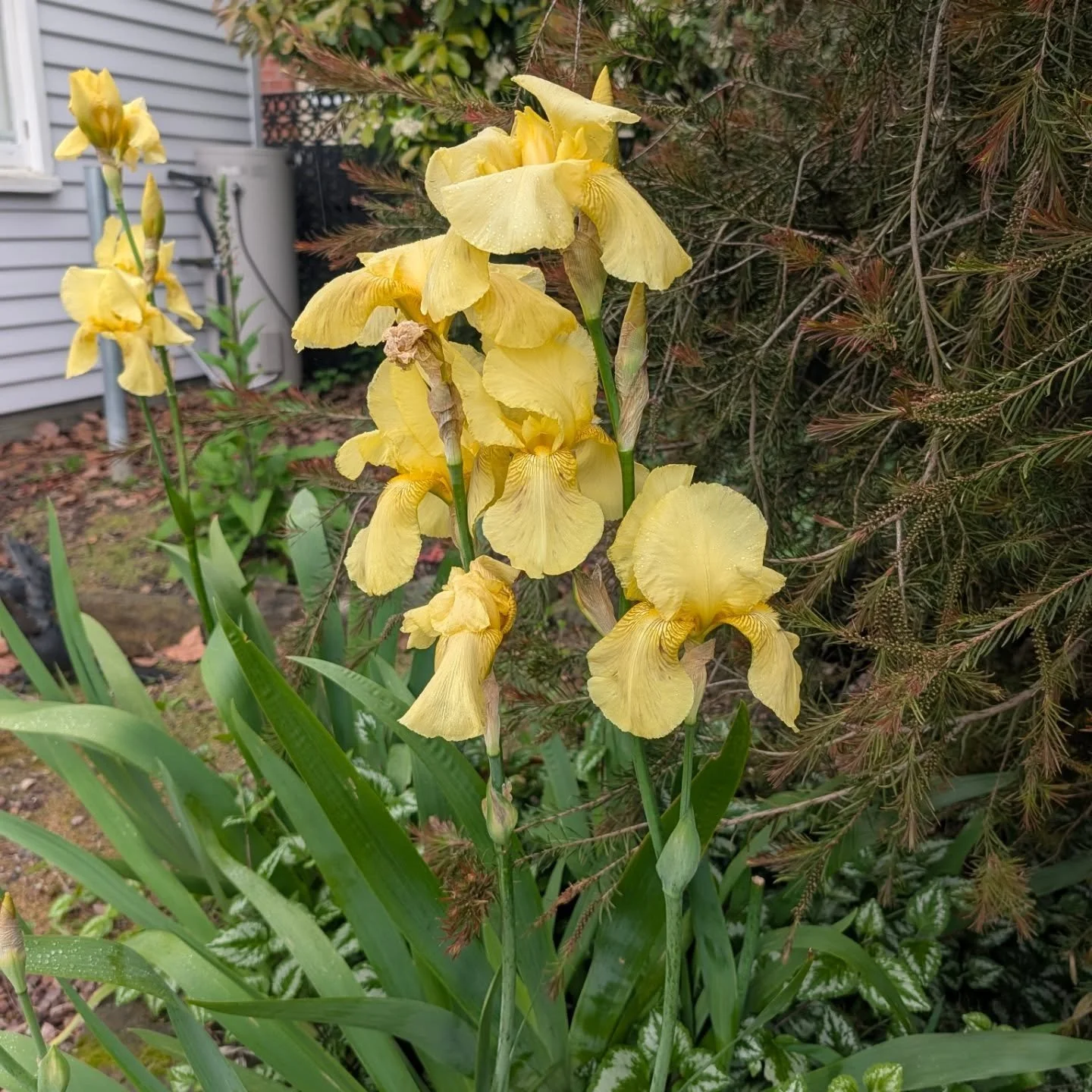 Emotional regulation strategy #1 Appreciate the beautiful spring flowers 🌸