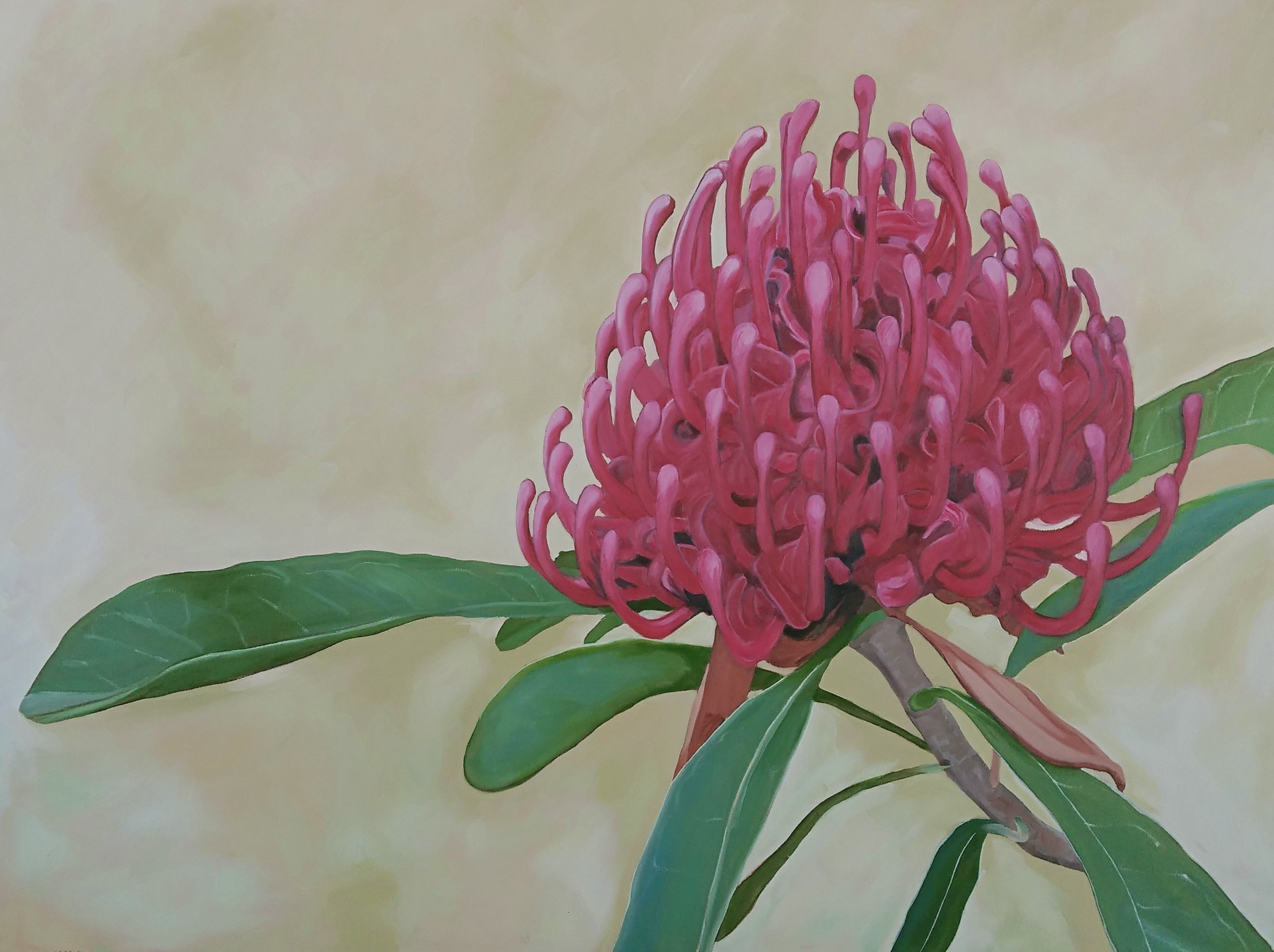 Waratah.jpg