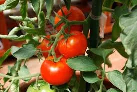 Potty About Tomatoes?