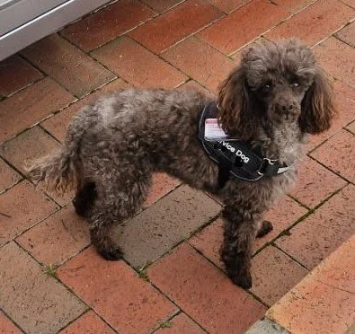 Tiny Talks, Big Passions: Meet Kevin the Service Dog