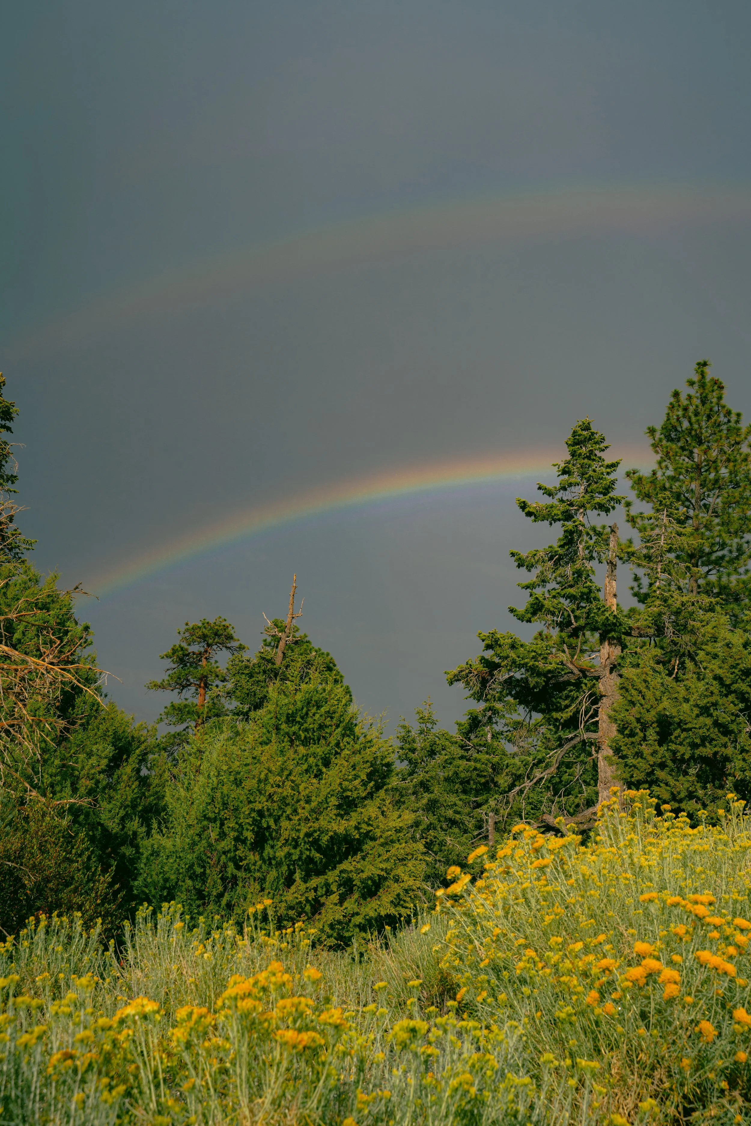 Mt. Charleston Double Rainbow Photo Print (8x10in)