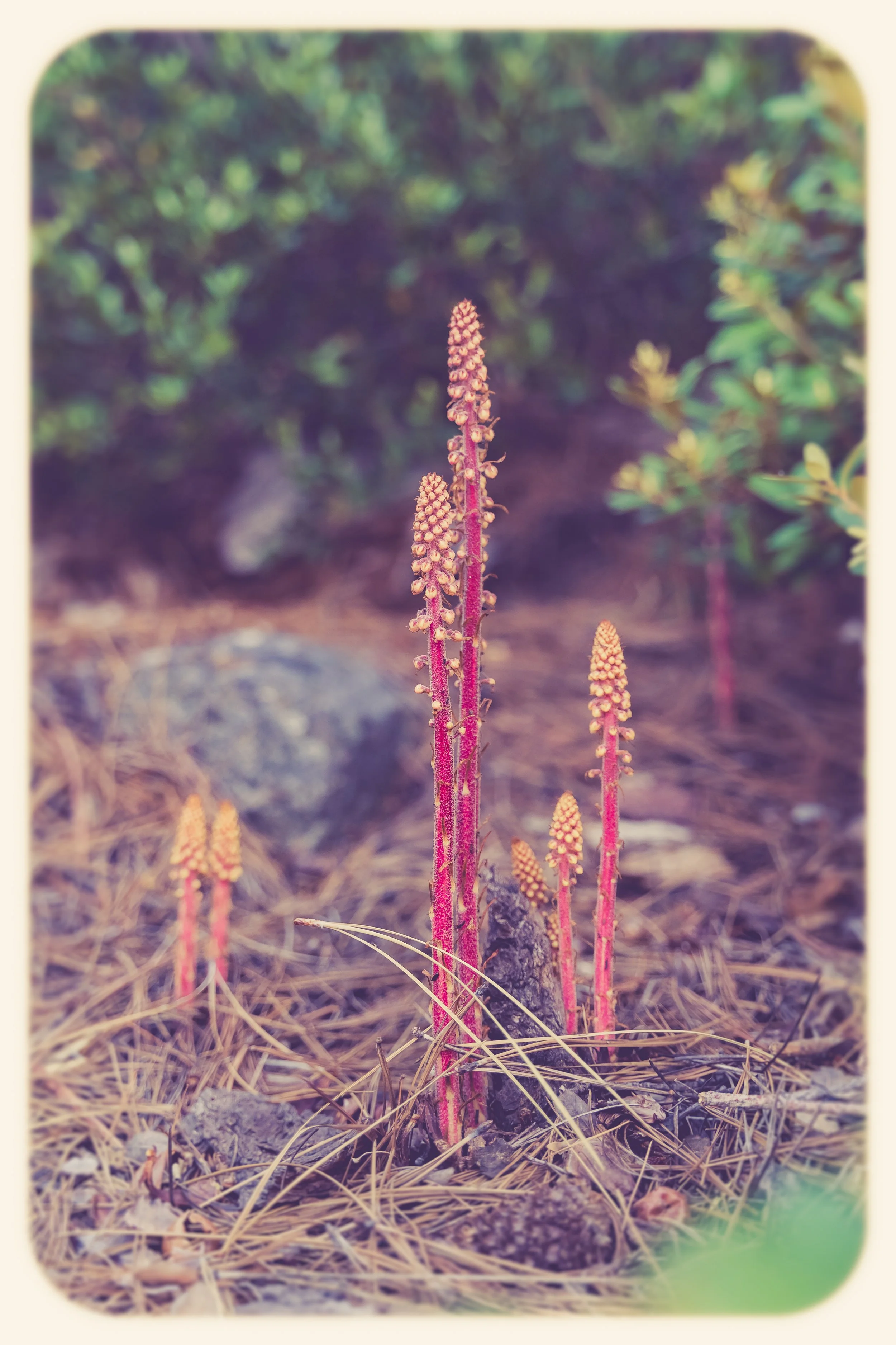 Pterospora Andromedea Photo Print (8x10in)