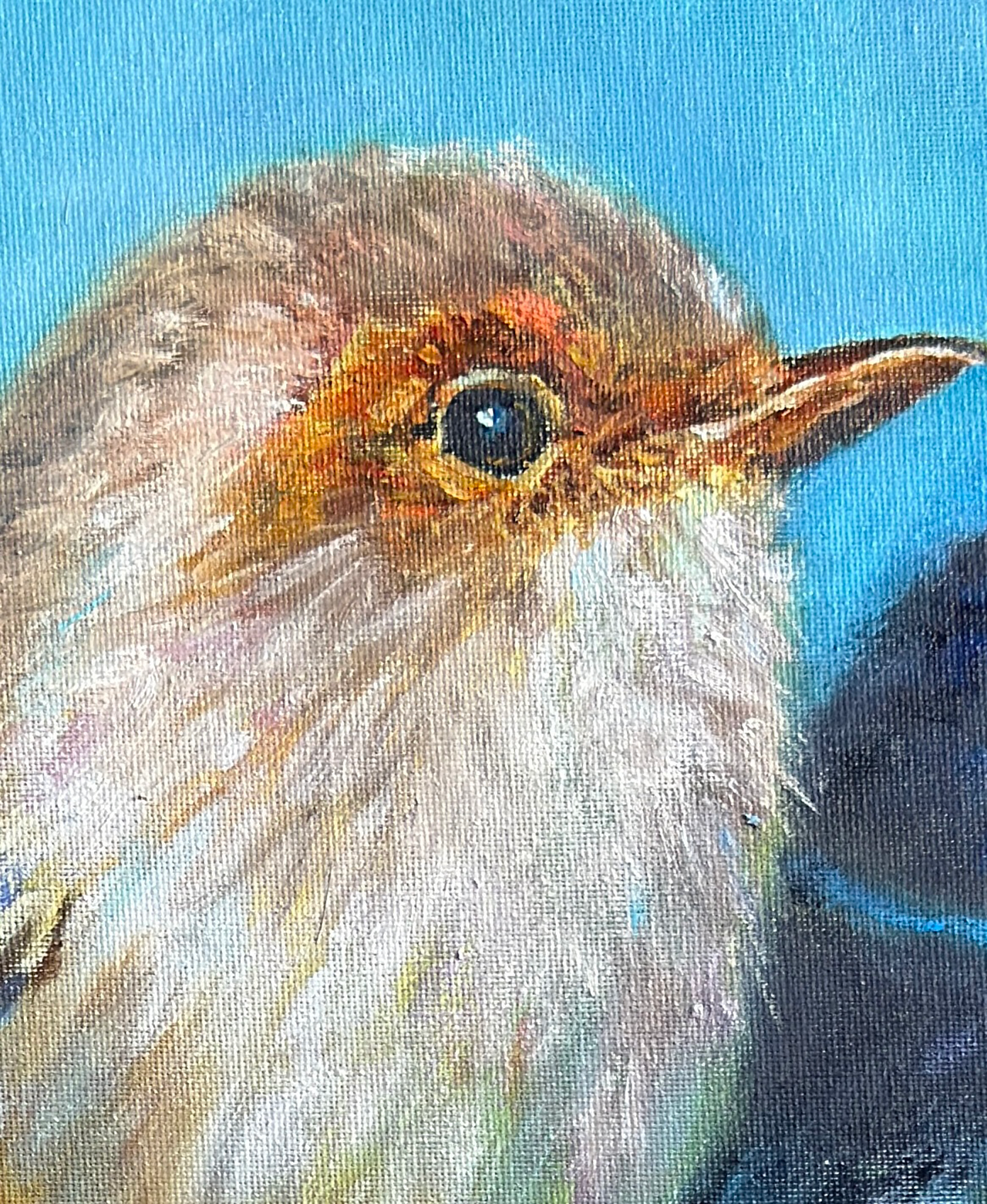 Female-Wren.png