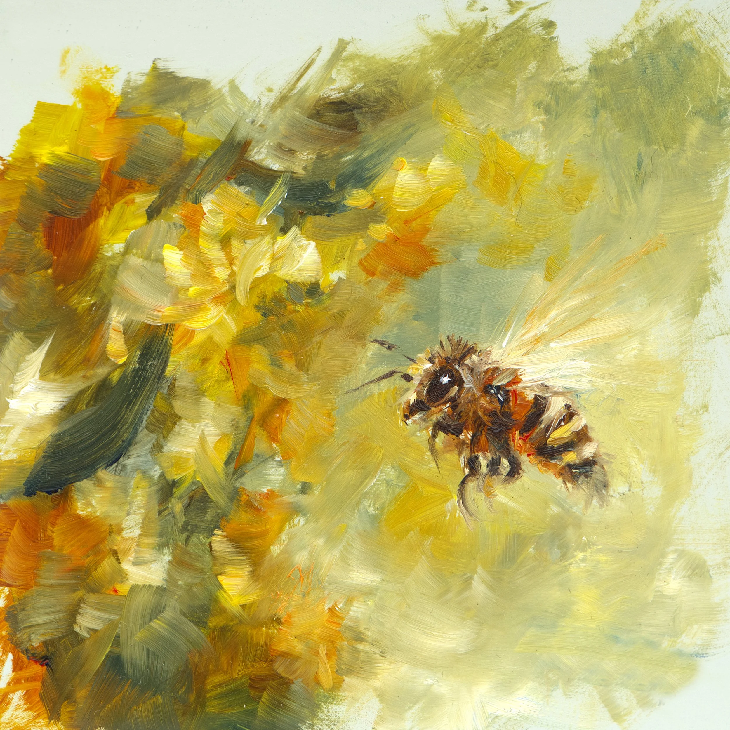 Wattle-Bee-Artwork.jpg