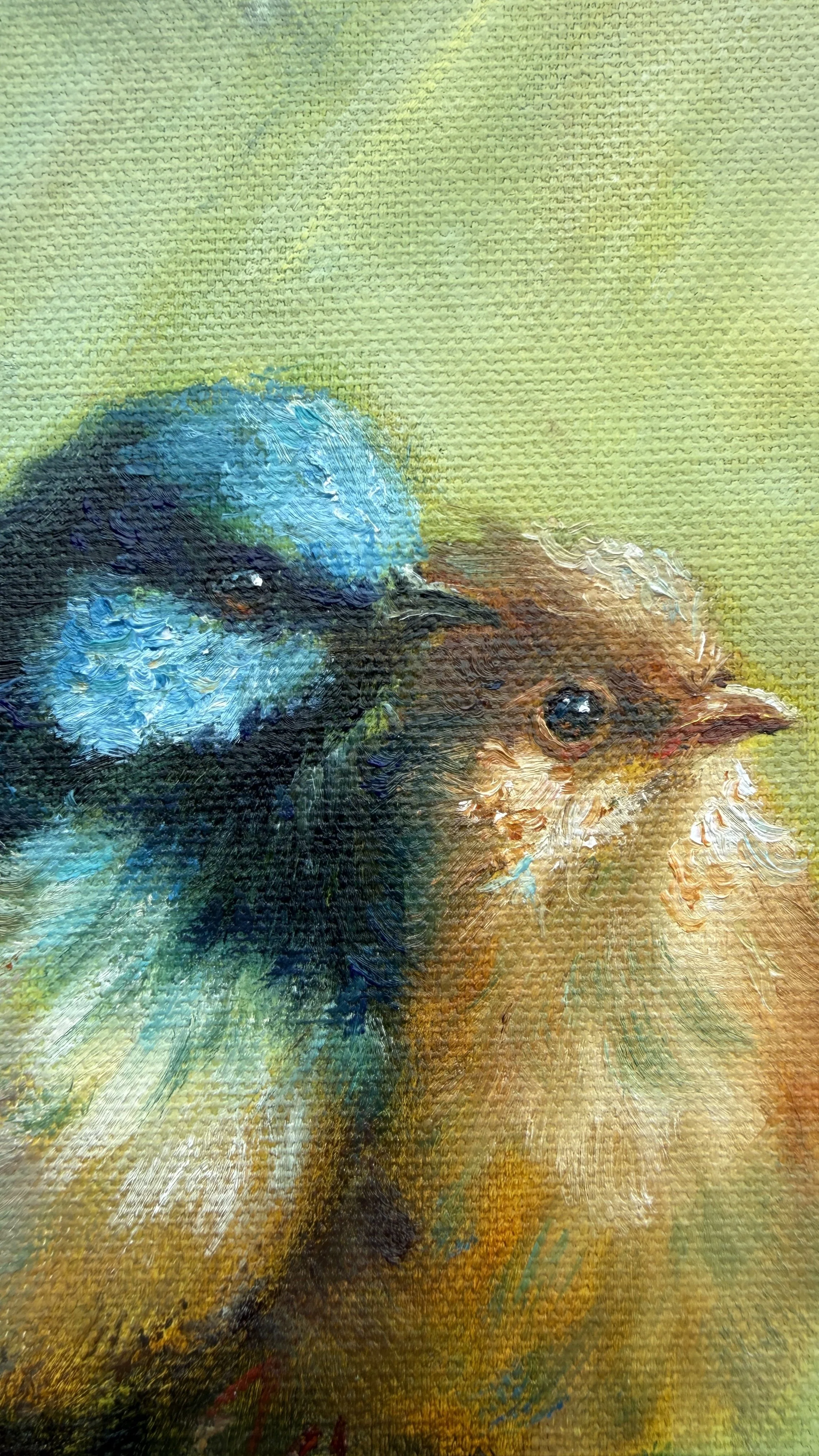 Blue Wrens - face detail.jpg