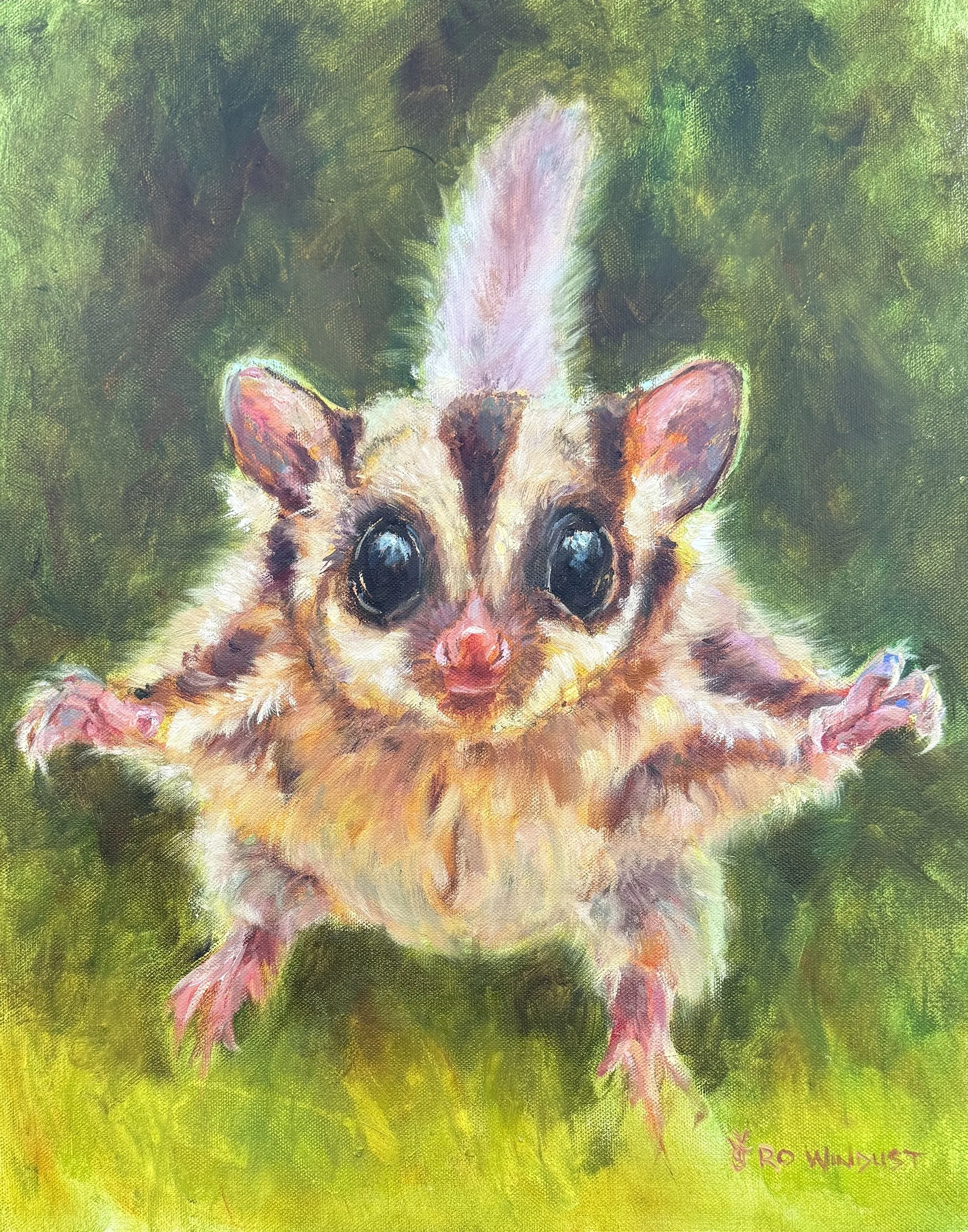 A sugar glider’s outstretched limbs in a gliding pose.