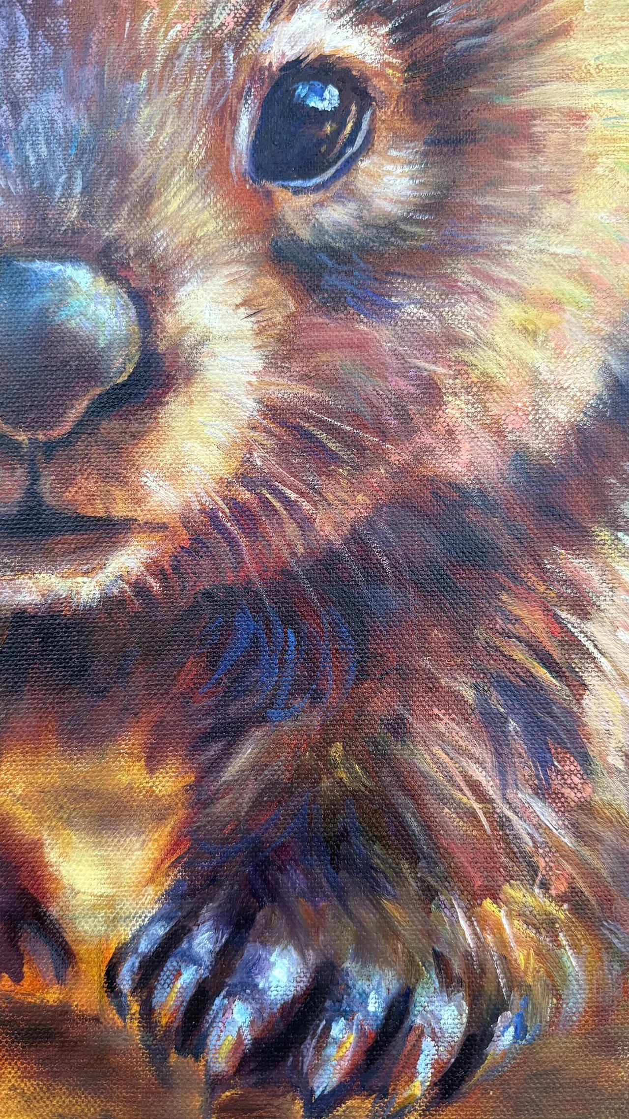 Wombat detail nose and paw