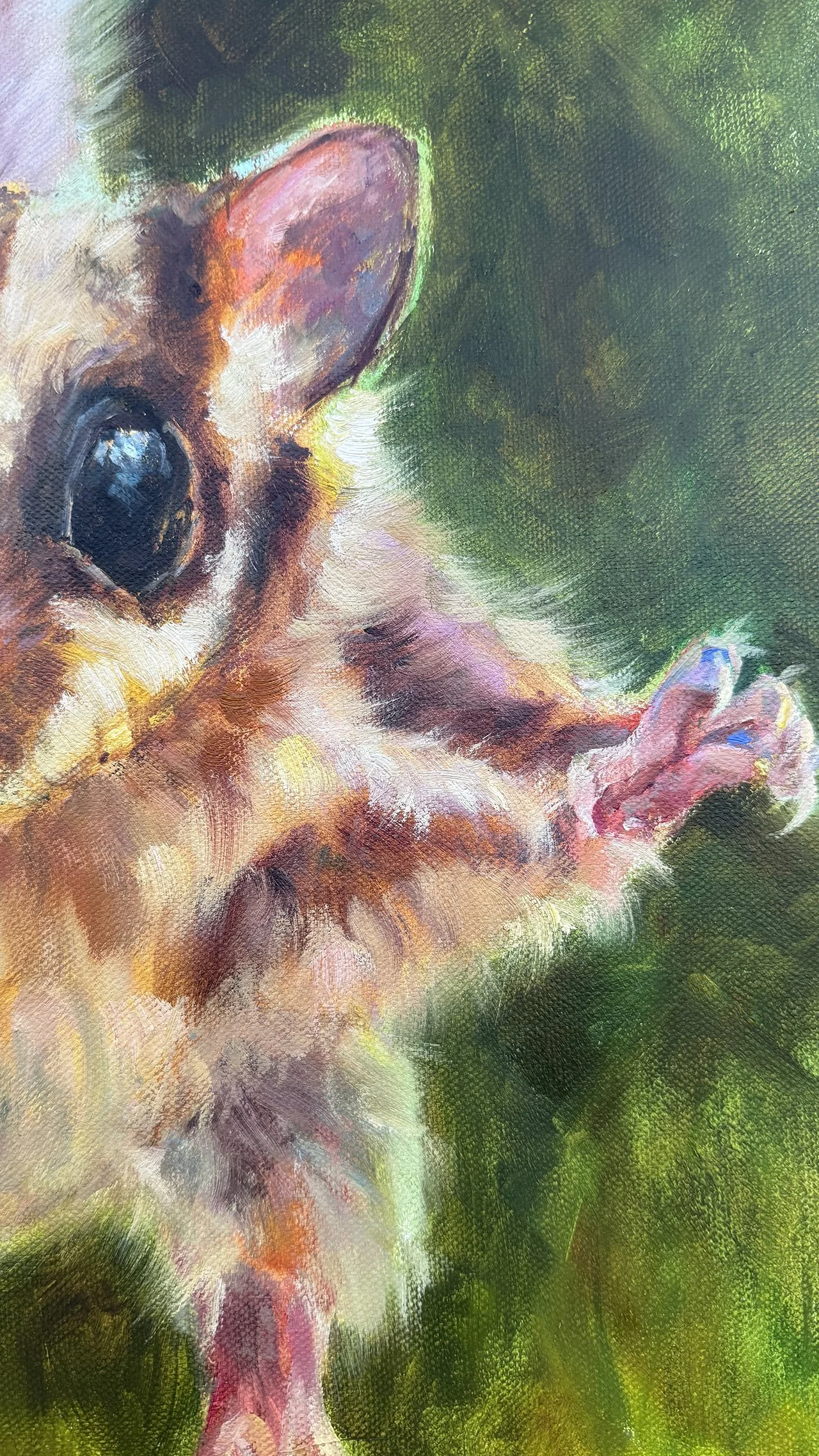 A sugar glider stretches out in a gliding pose.