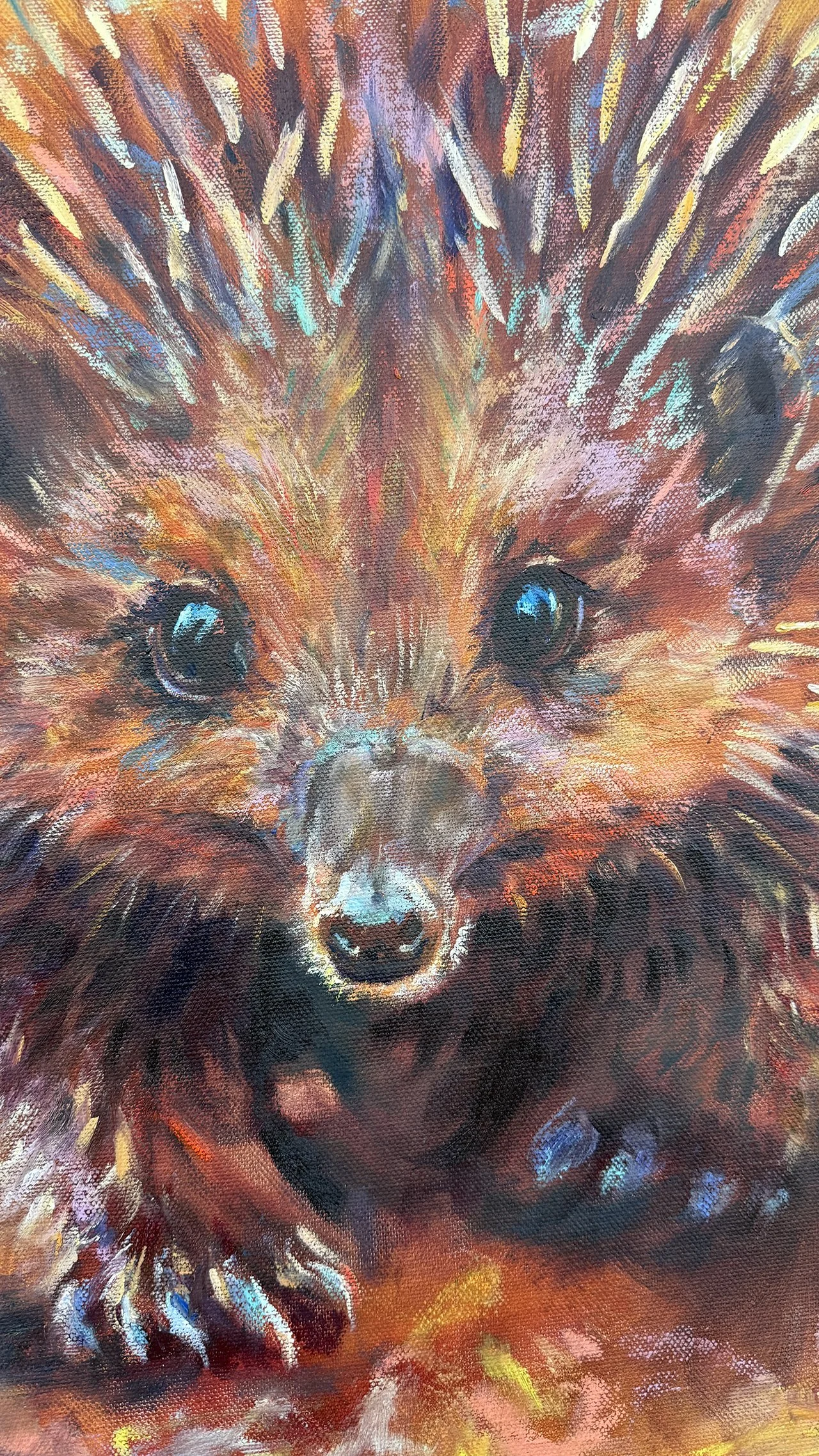 Close-up of an echidna’s eye surrounded by soft fur and spikes.