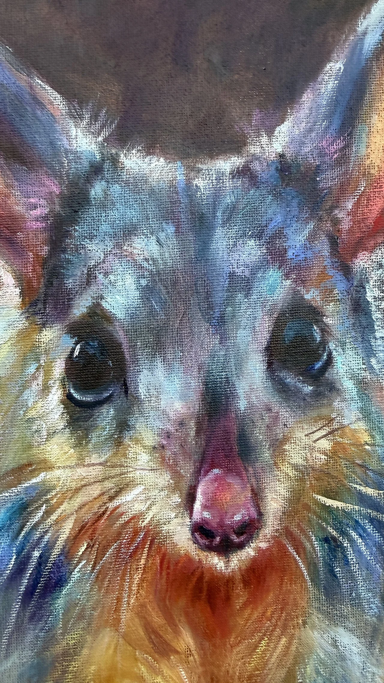 lose-up of a bilby’s eye with soft reflections and detailed fur surrounding it.