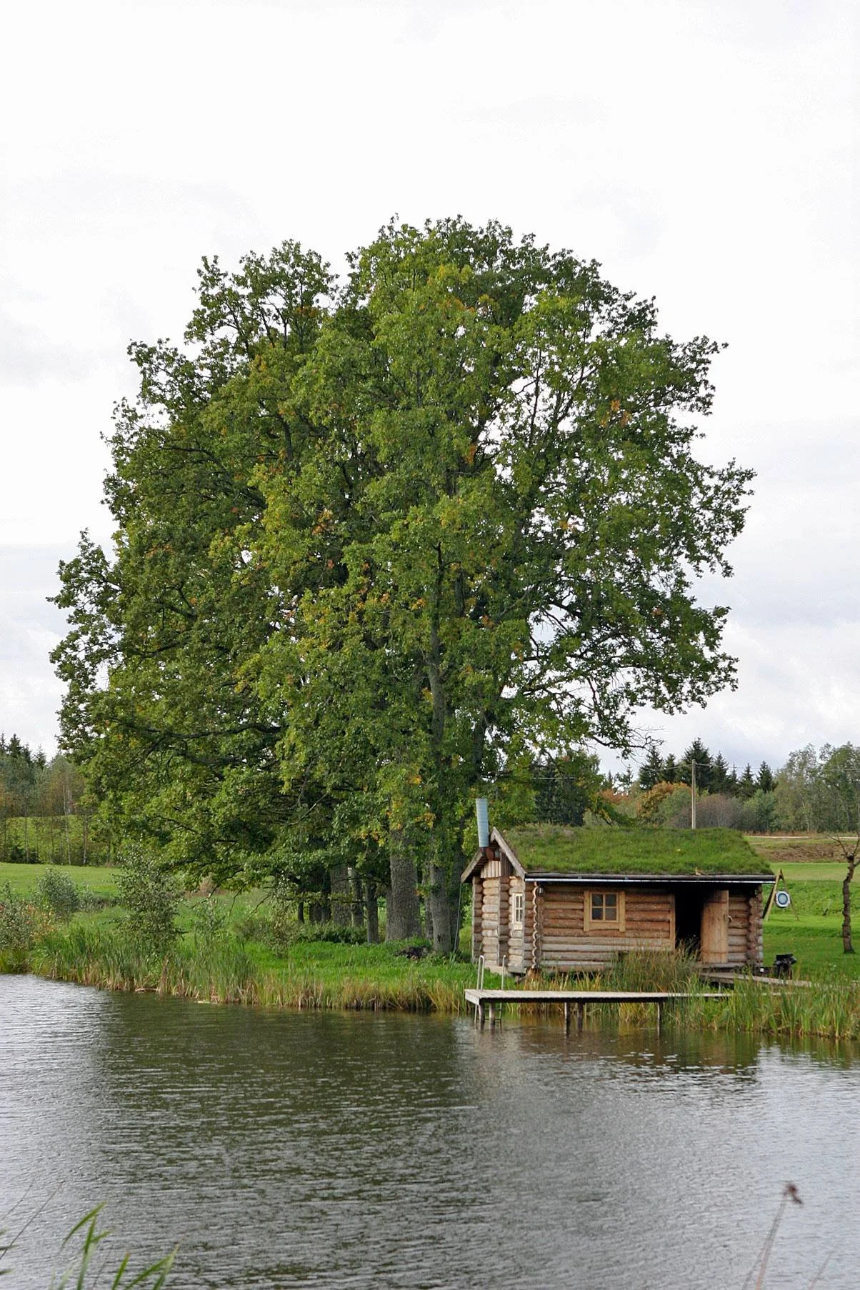 Suitsusaun tiigilt