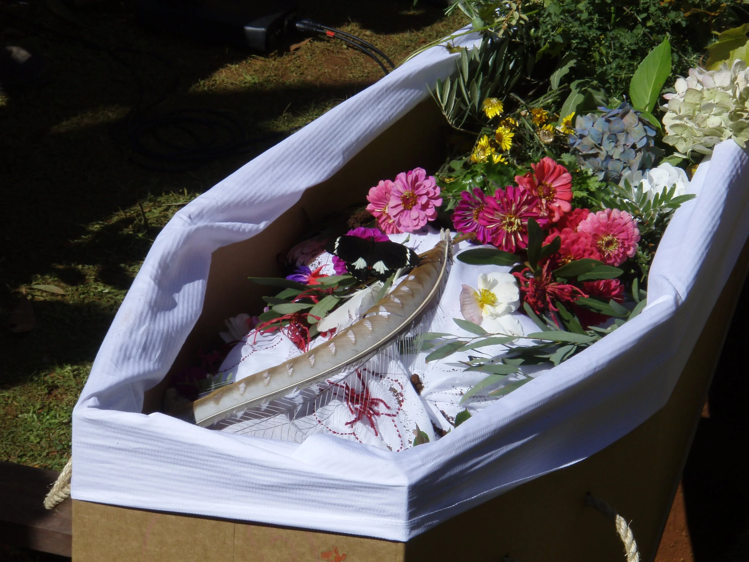 Butterfly in Val's coffin - 30-3-2008.JPG