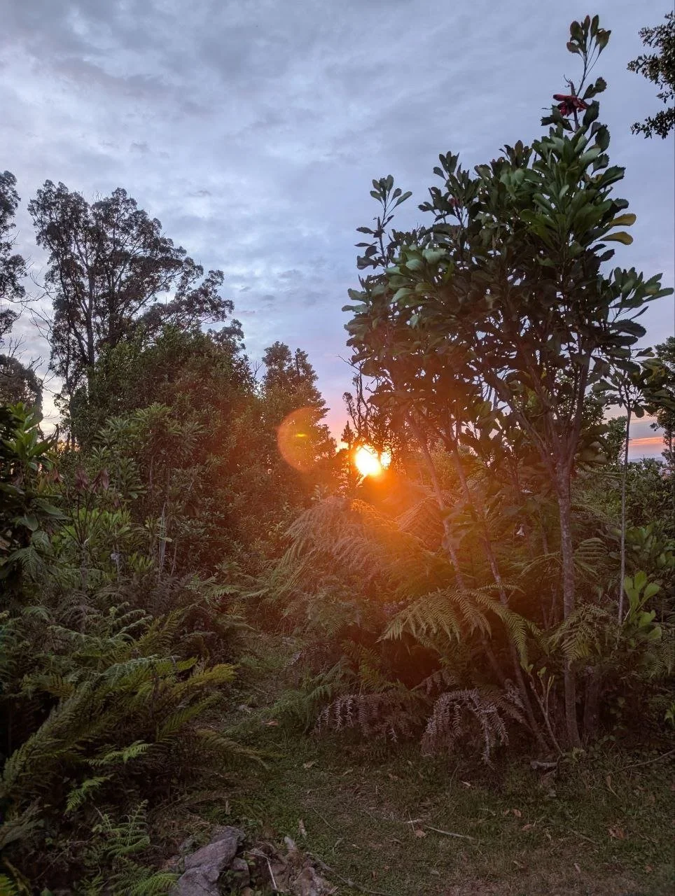 Sunrise from Plumwood Mountain (photo credit: Jerald Lim, 2025).